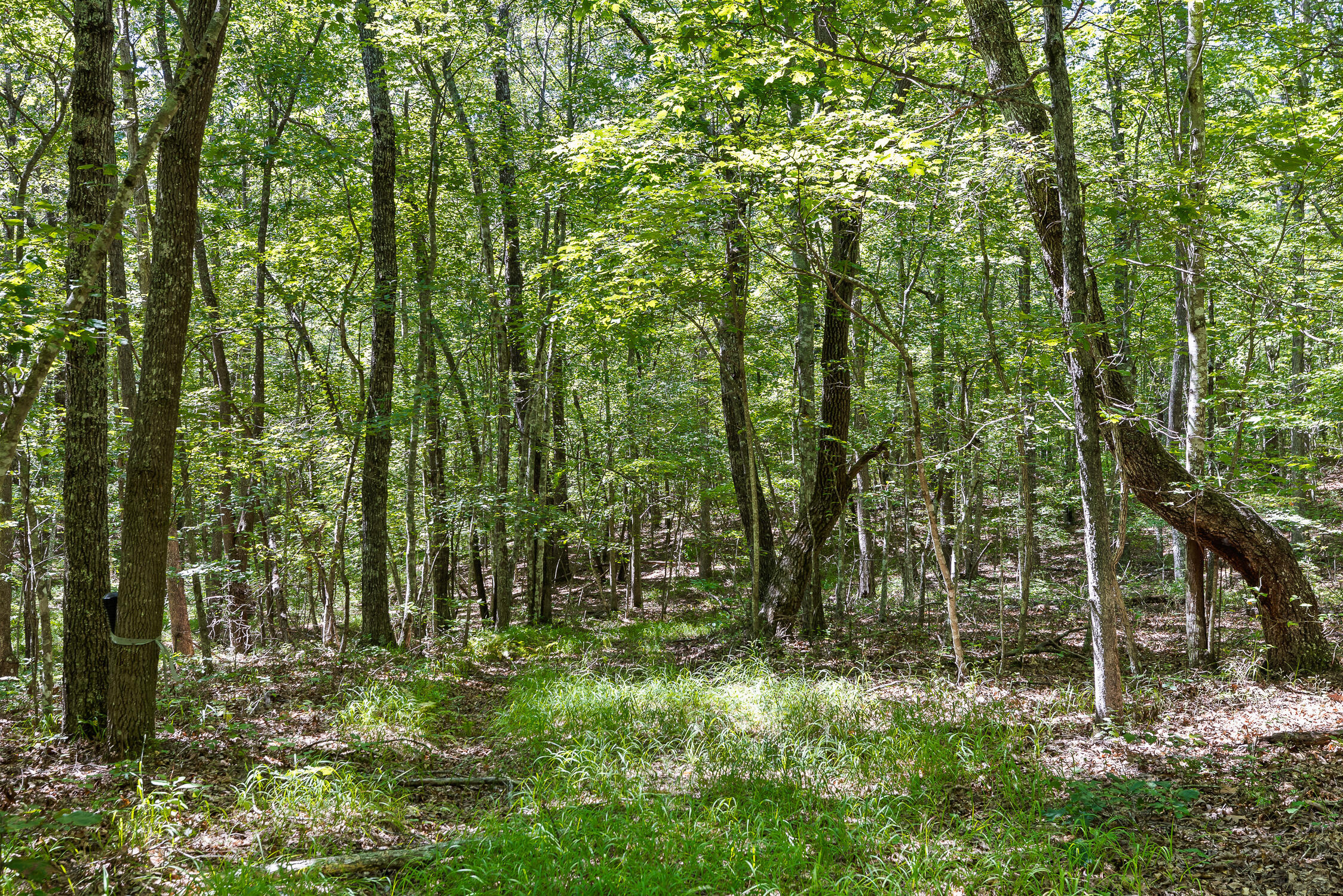 223 Woodland Ridge Road