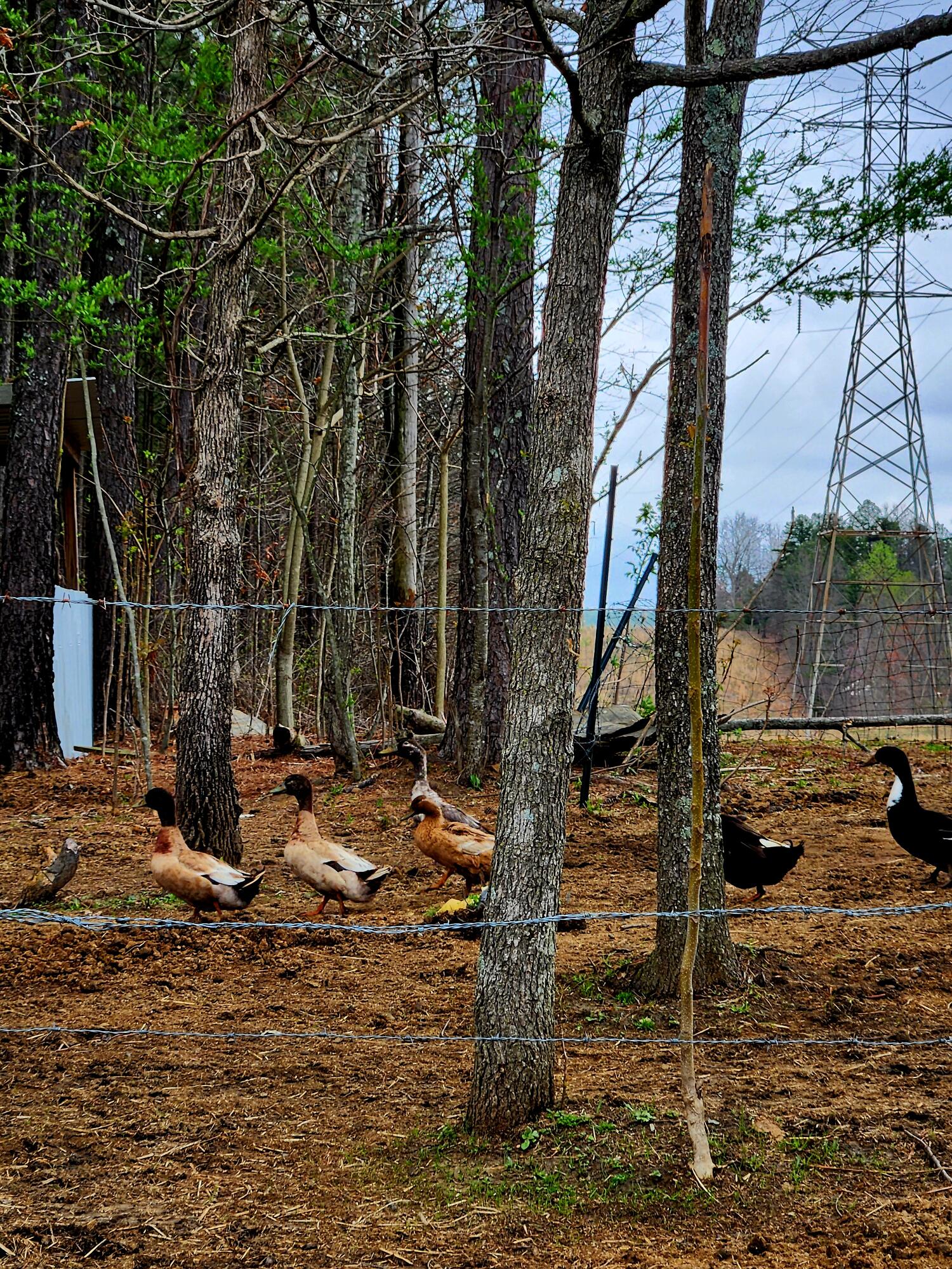 220 Browns Trace Road