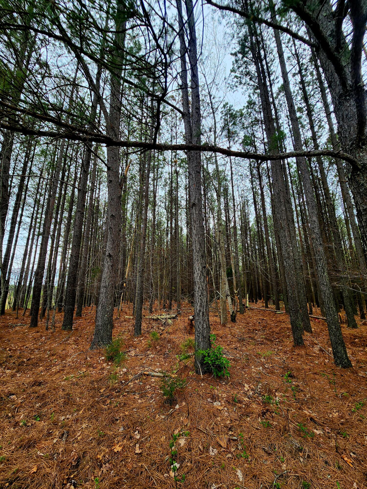 220 Browns Trace Road