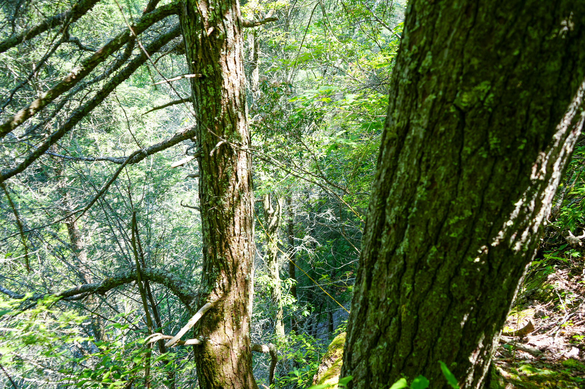 0 Hemlock Bluff Way, Lot 15