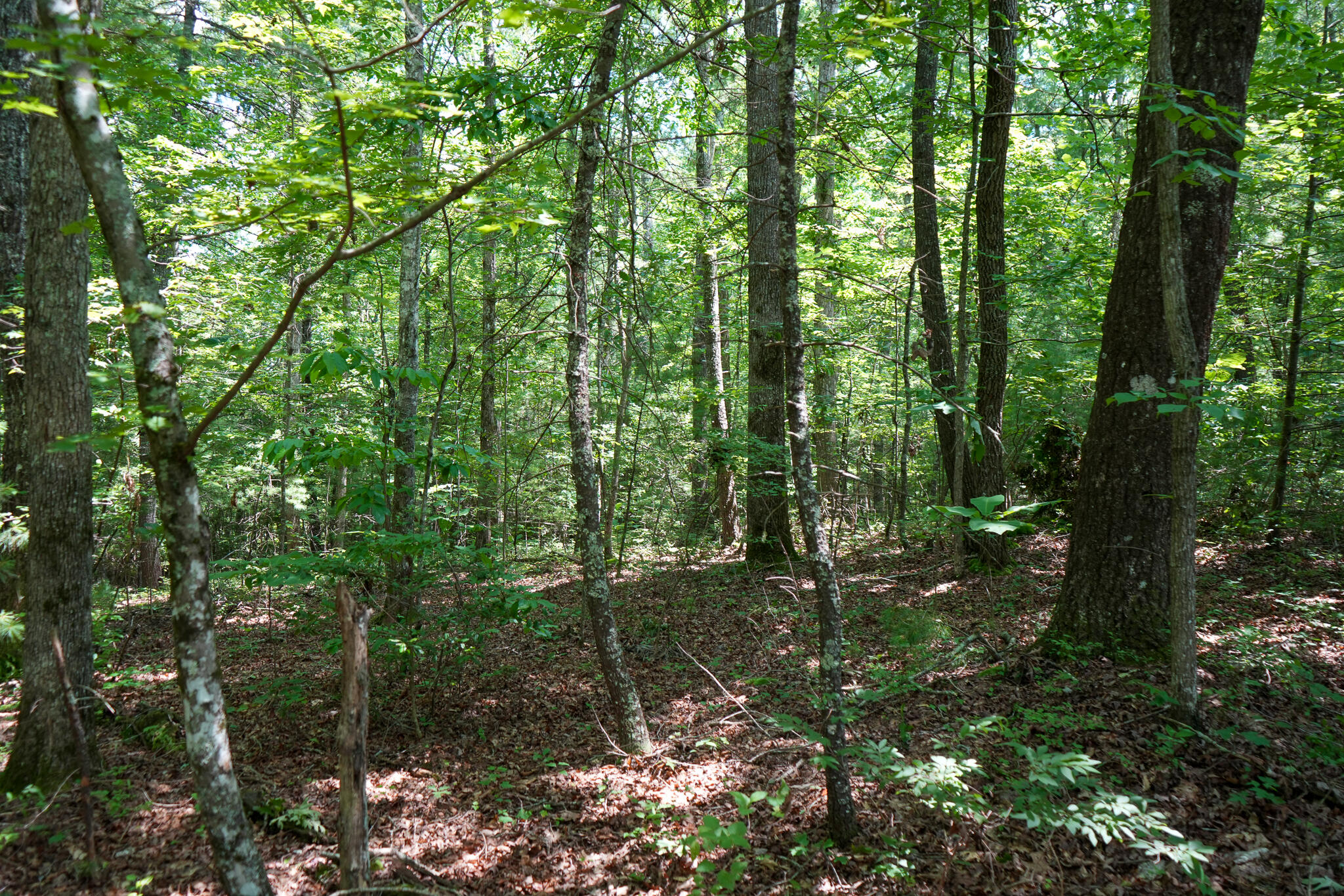 0 Hemlock Bluff Way, Lot 15