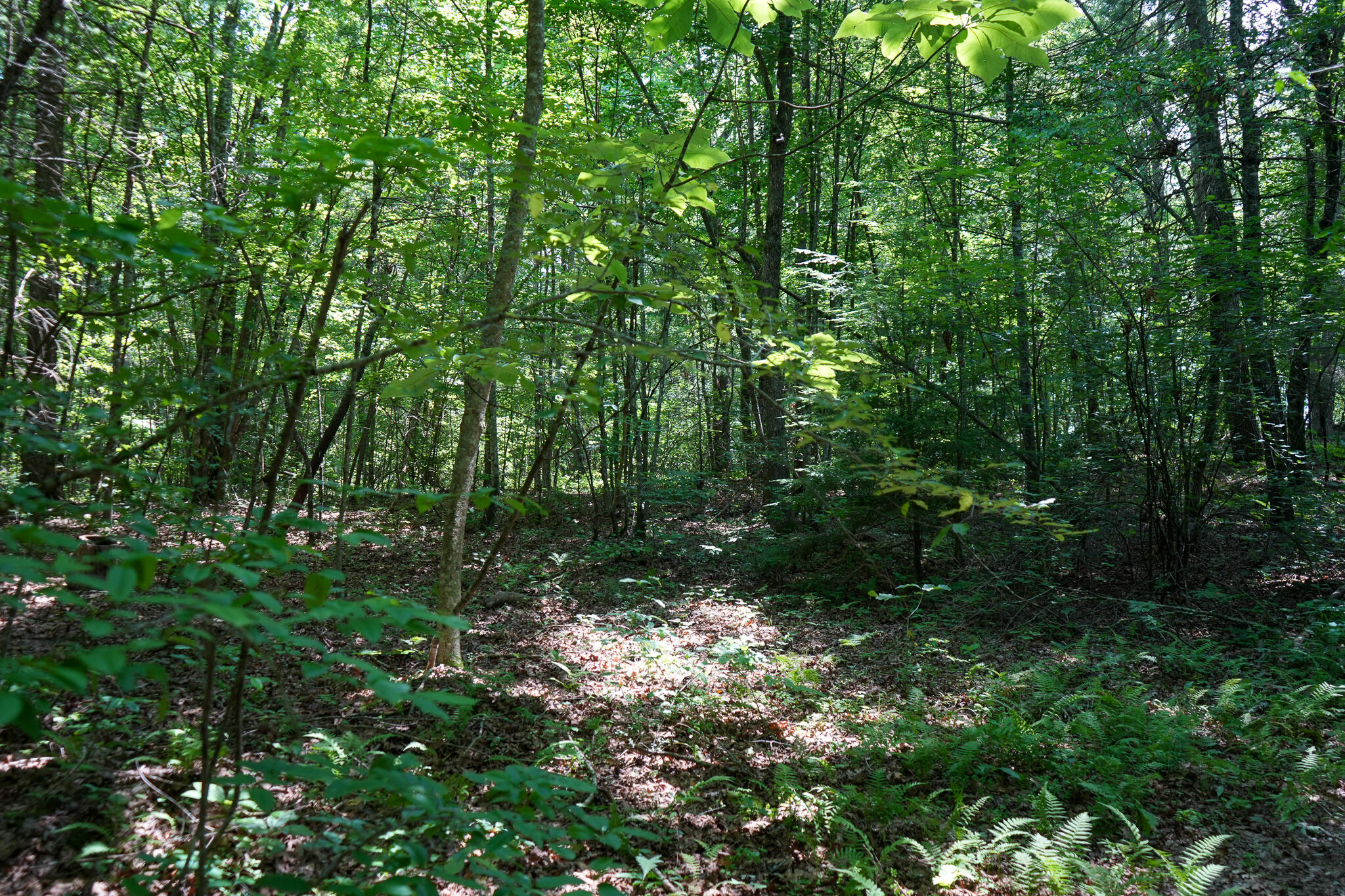 0 Hemlock Bluff Way, Lot 15