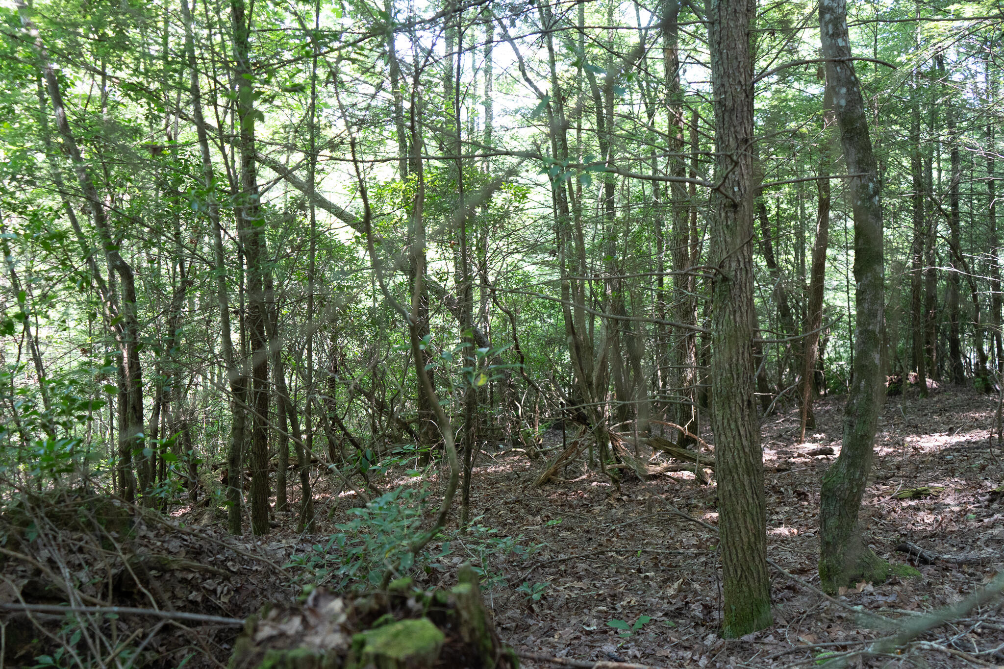 0 Hemlock Bluff Way, Lot 15