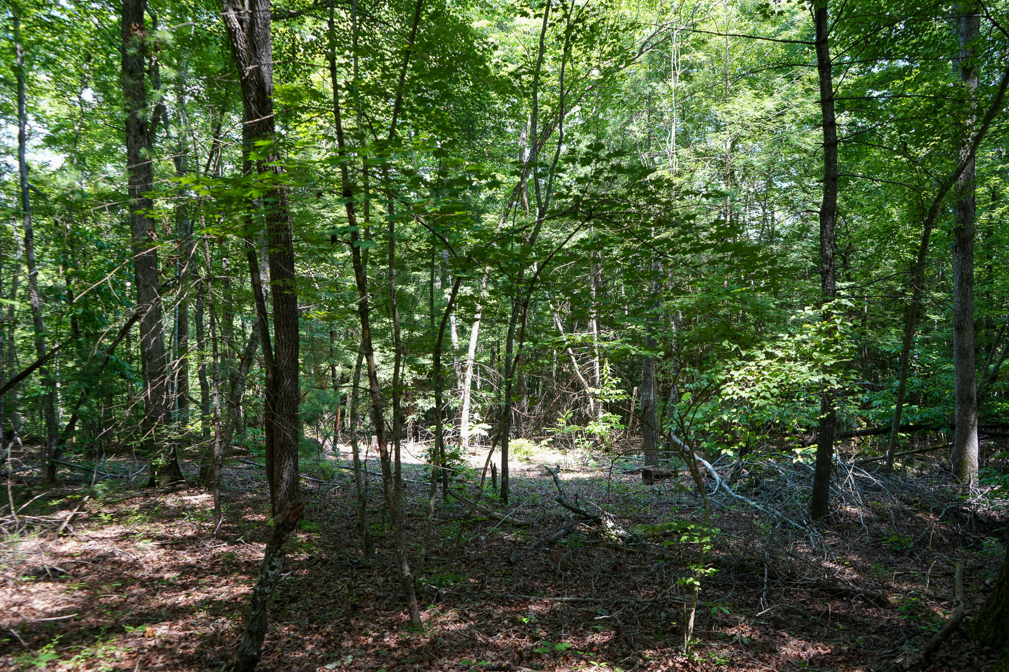 0 Hemlock Bluff Way, Lot 15