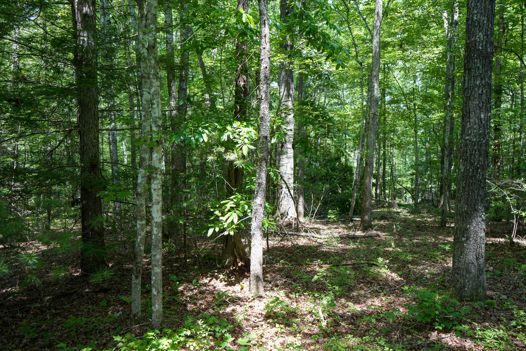0 Hemlock Bluff Way, Lot 15