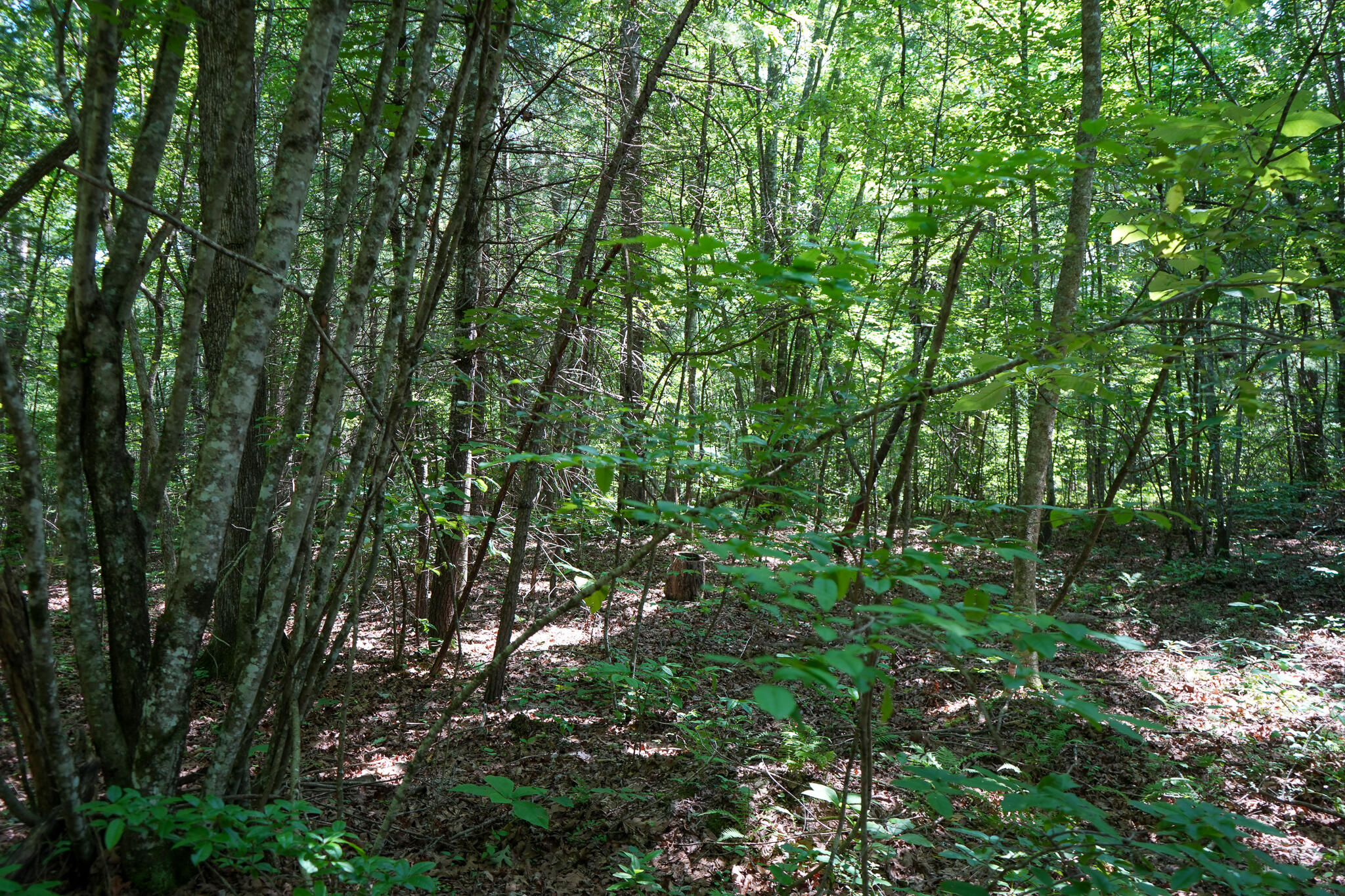 0 Hemlock Bluff Way, Lot 15