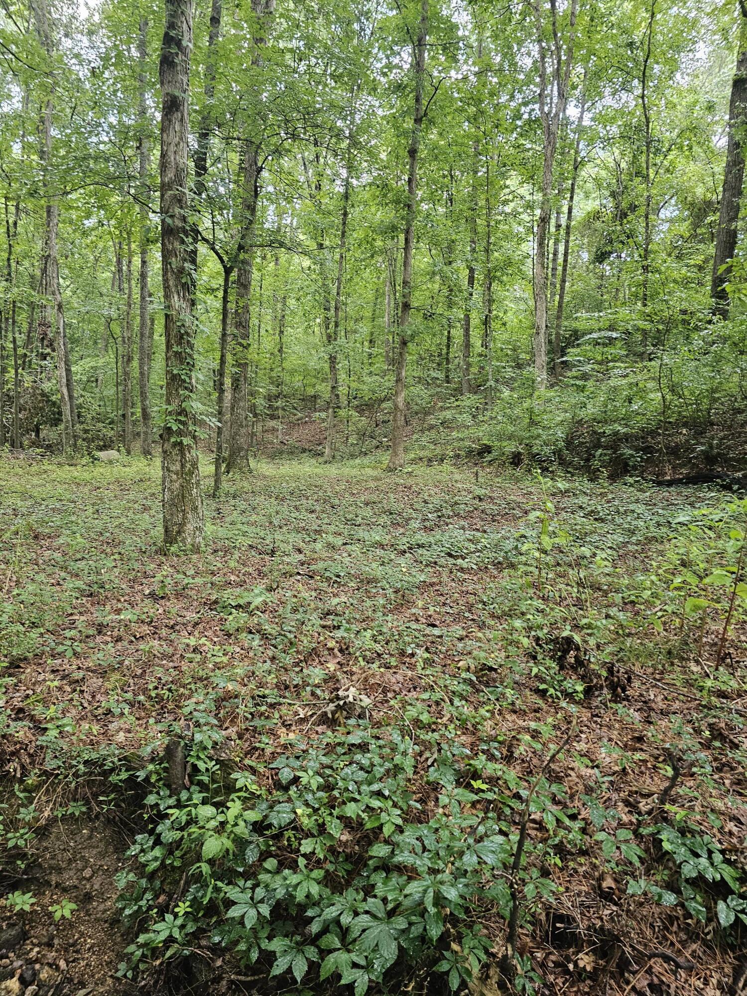 0 Pineywood Drive