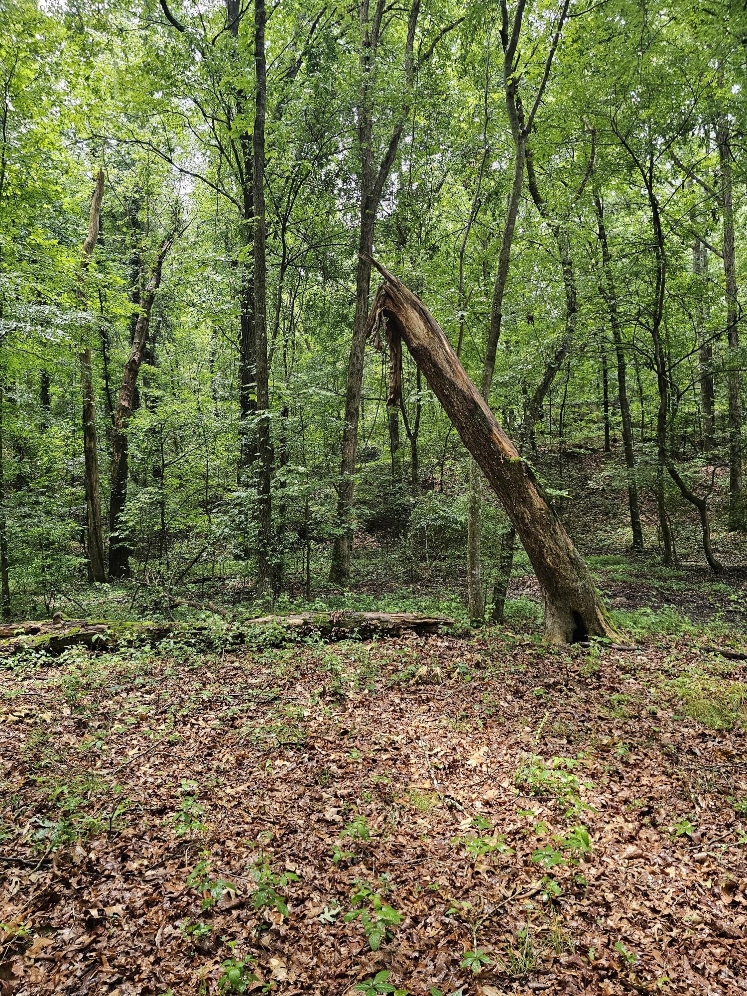 0 Pineywood Drive
