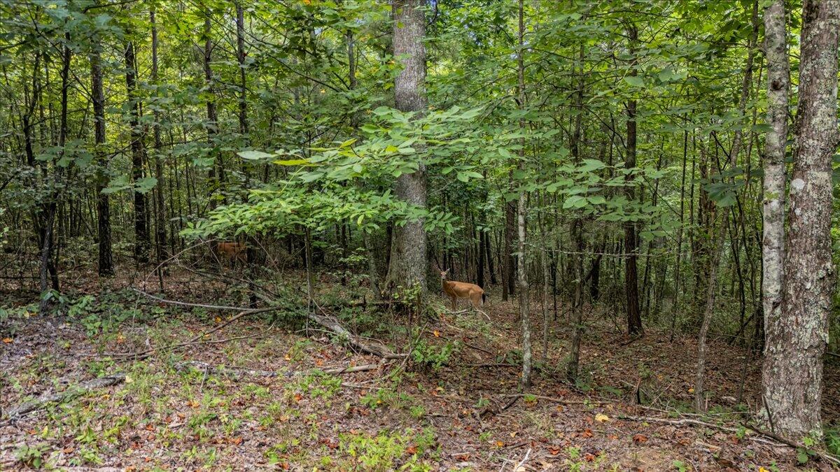 205 Whiskey Way, Jf375