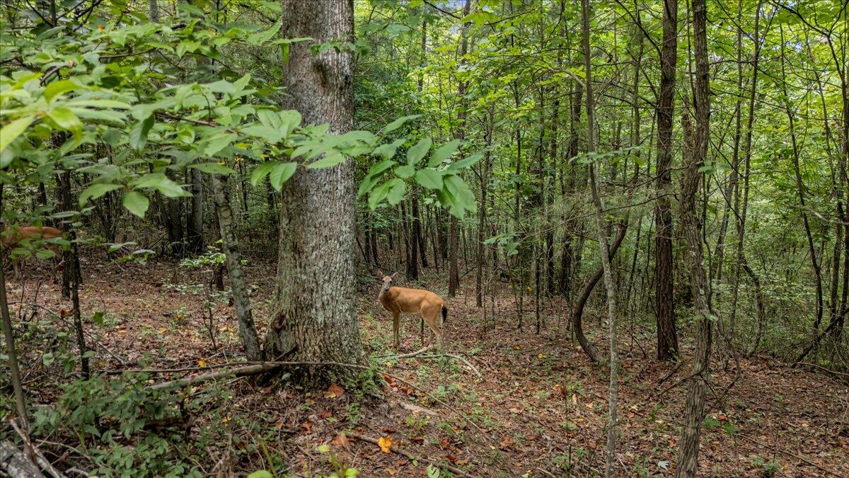 205 Whiskey Way, Jf375