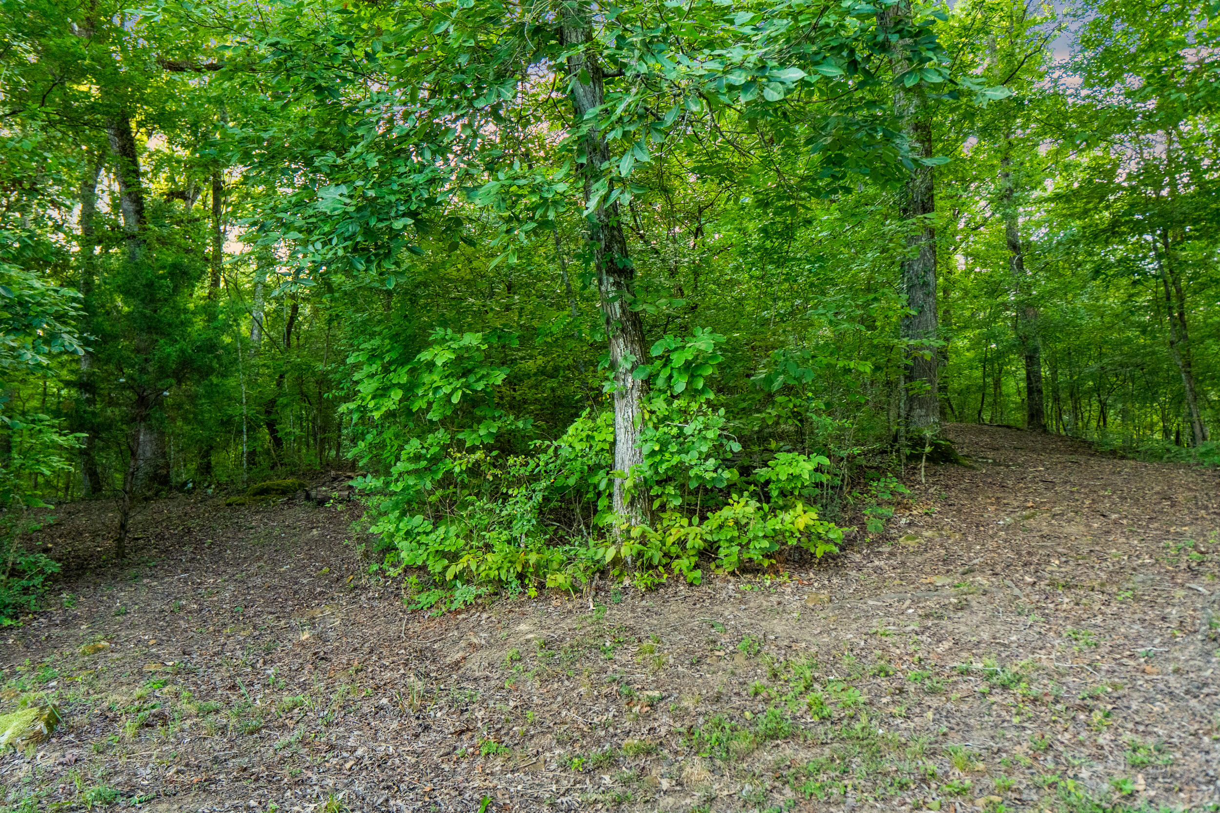 3158 River Canyon Trail