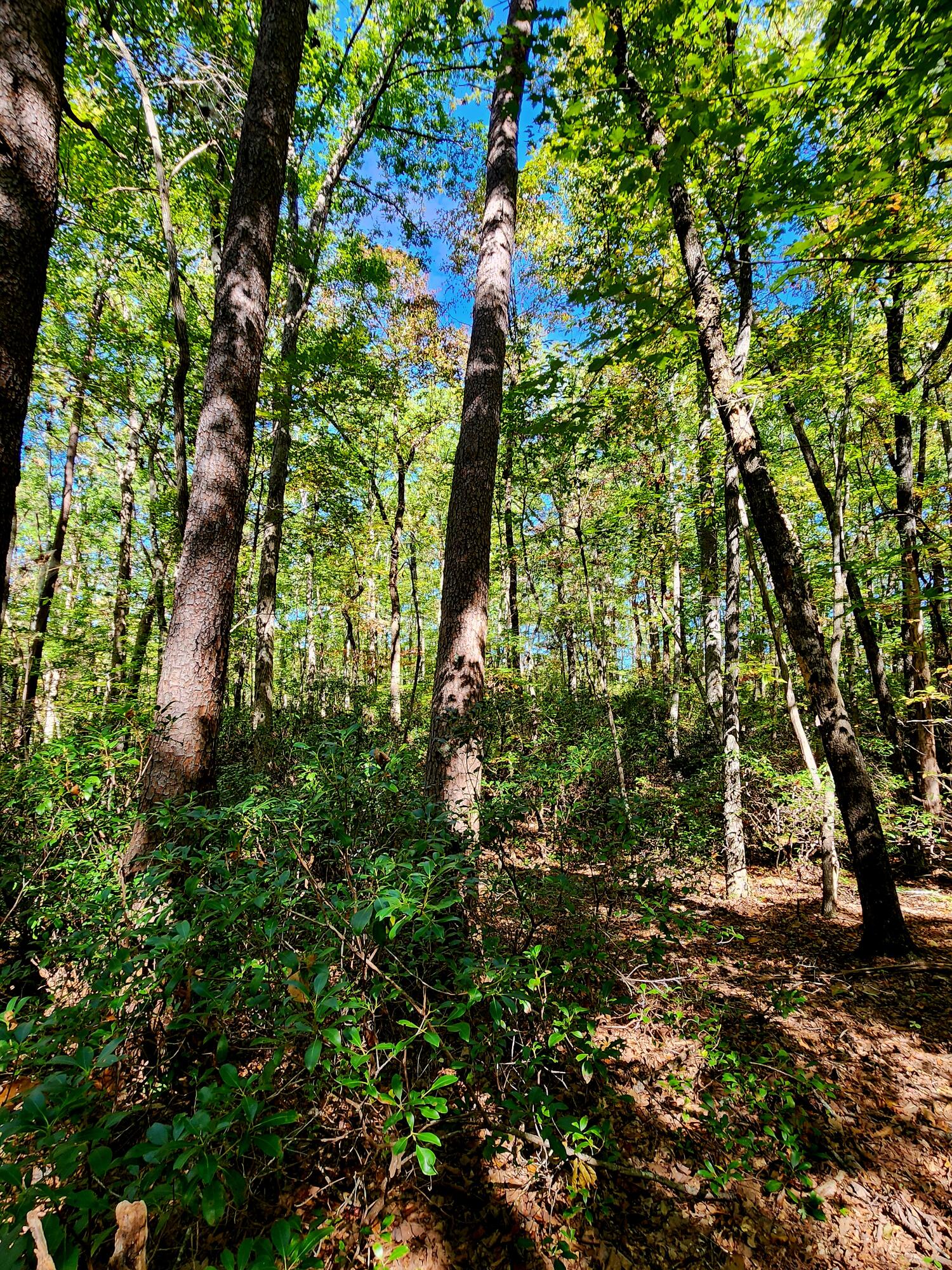 0 Ridge Wood Lane, 431