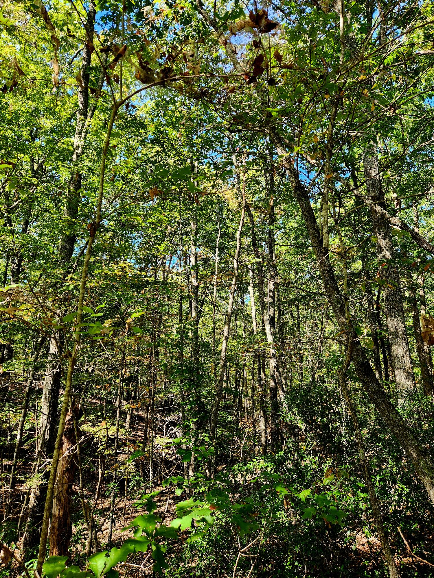 0 Ridge Wood Lane, 431