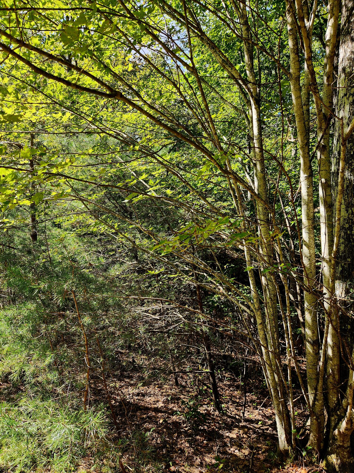 0 Ridge Wood Lane, 431