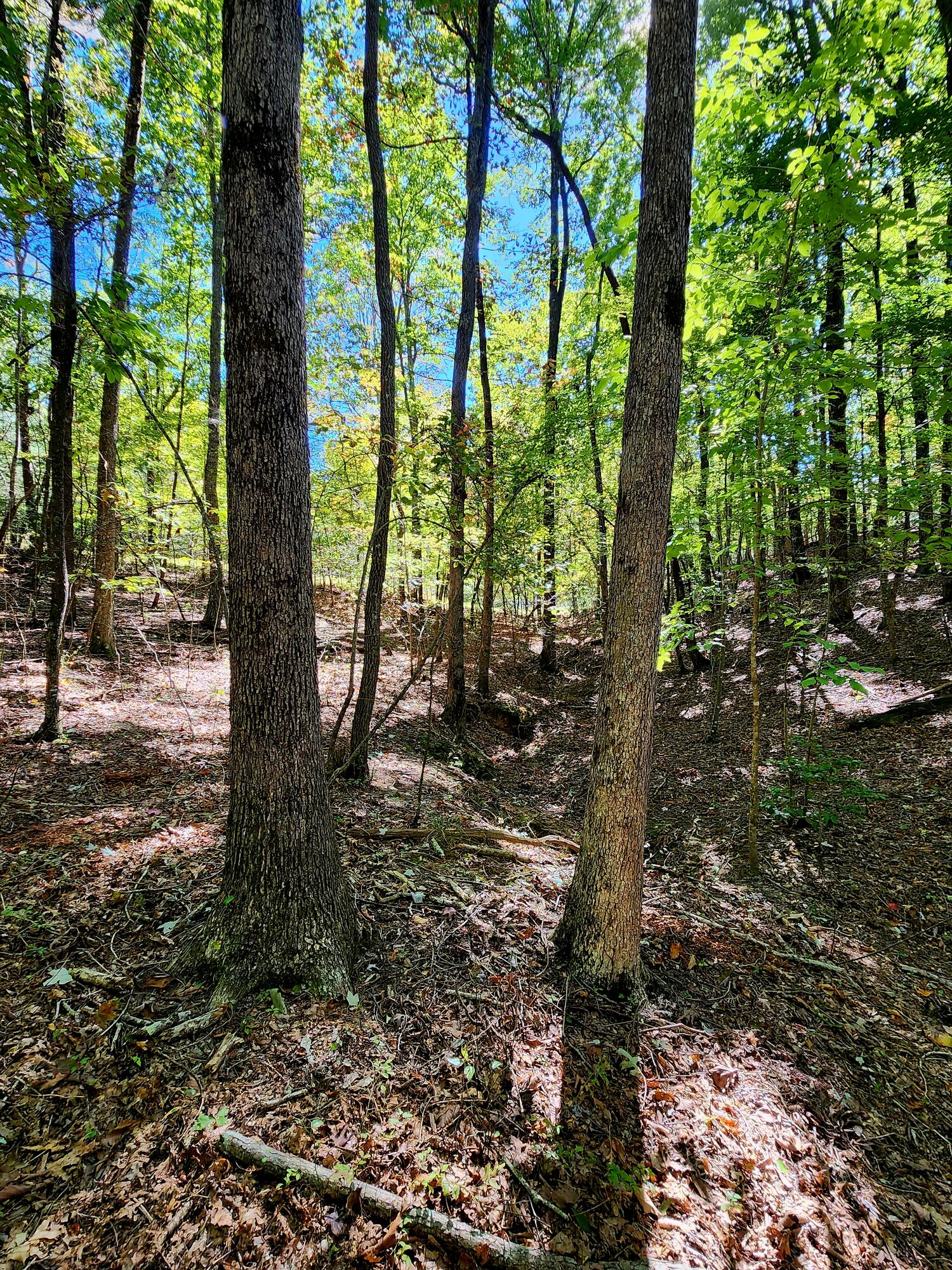 0 Ridge Wood Lane, 431