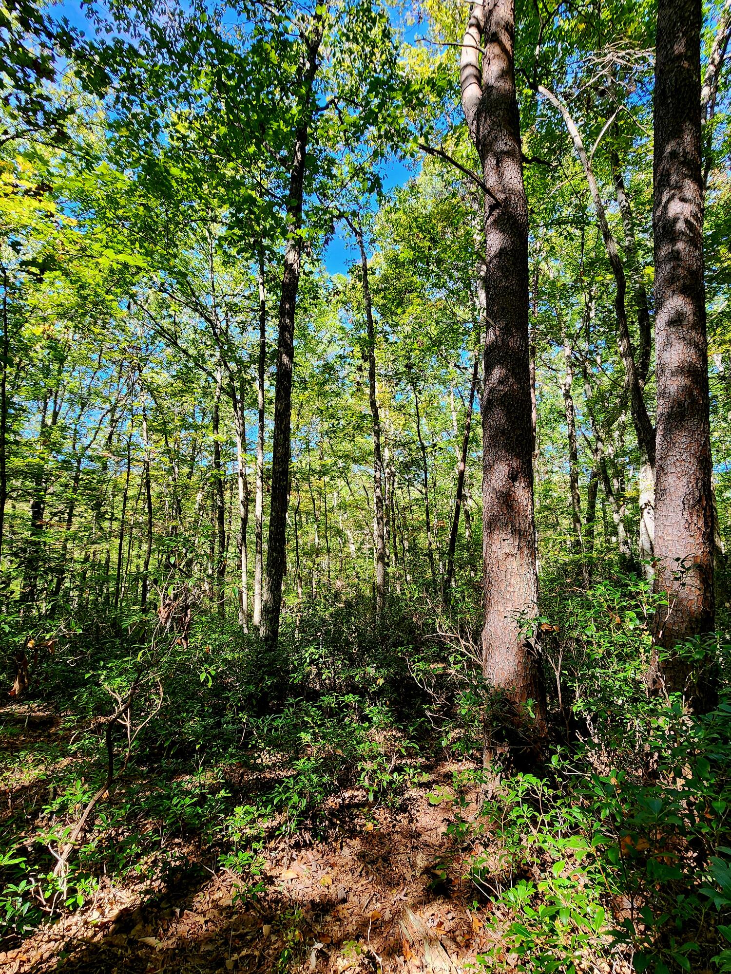 0 Ridge Wood Lane, 431