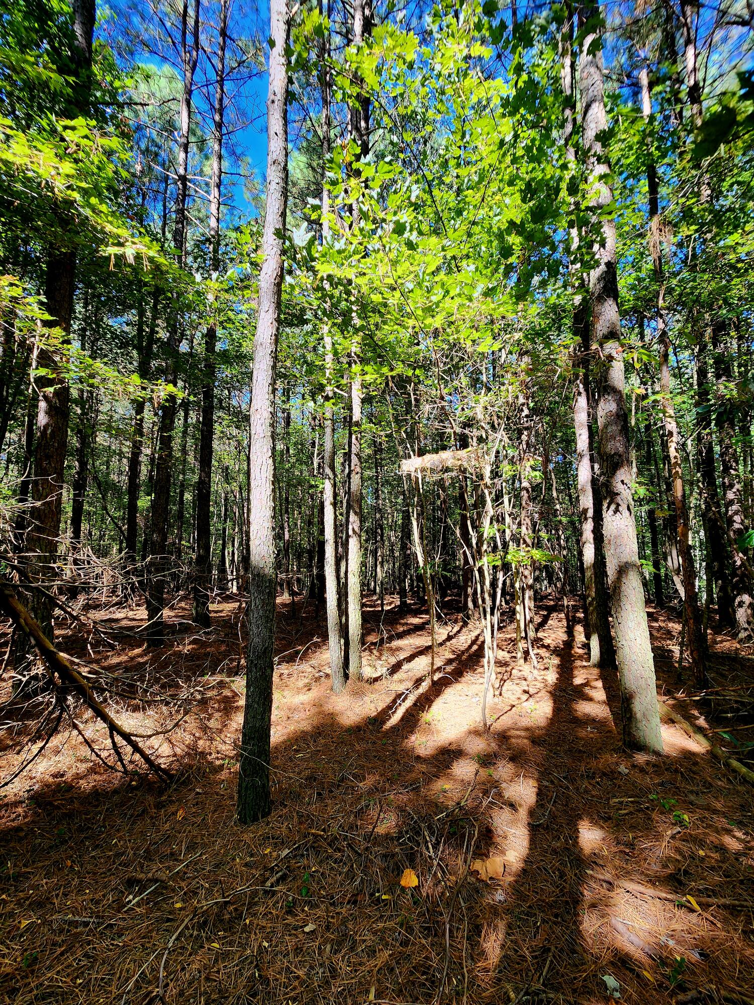 0 Ridge Wood Lane, 392