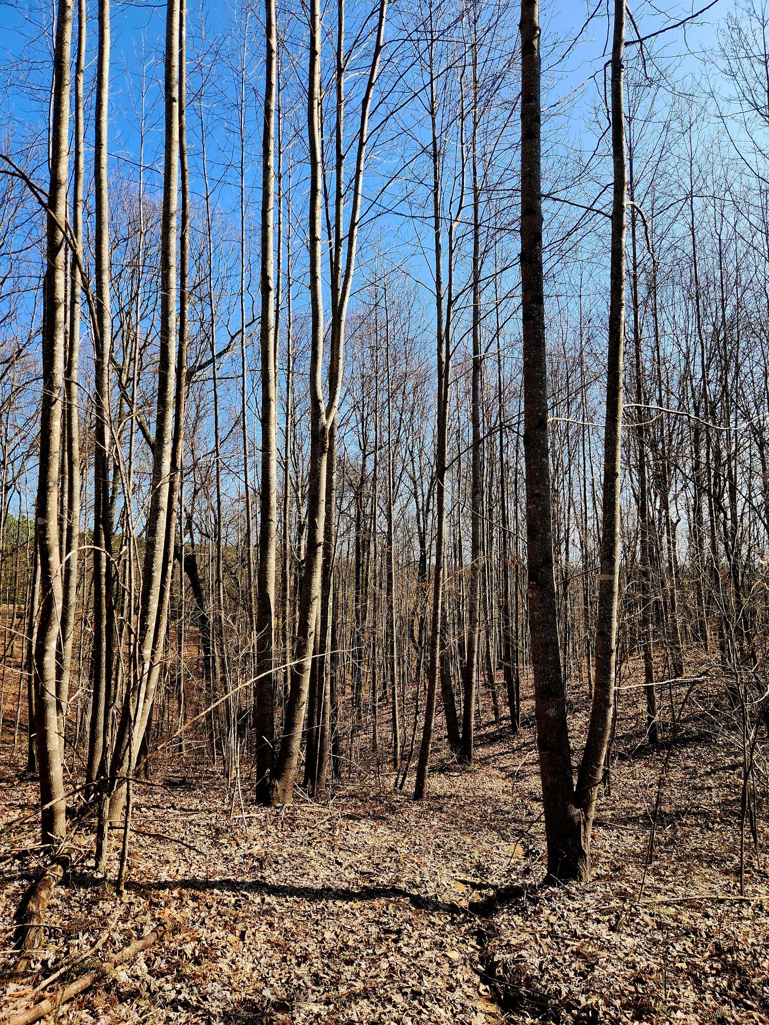 255 Falling Cliff Drive, 102