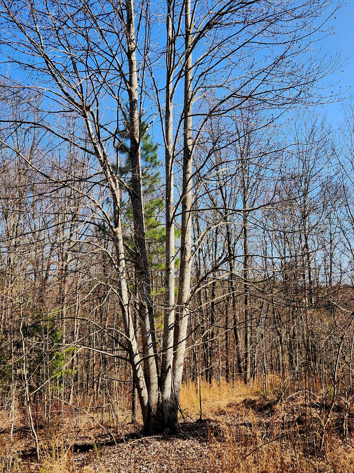 255 Falling Cliff Drive, 102