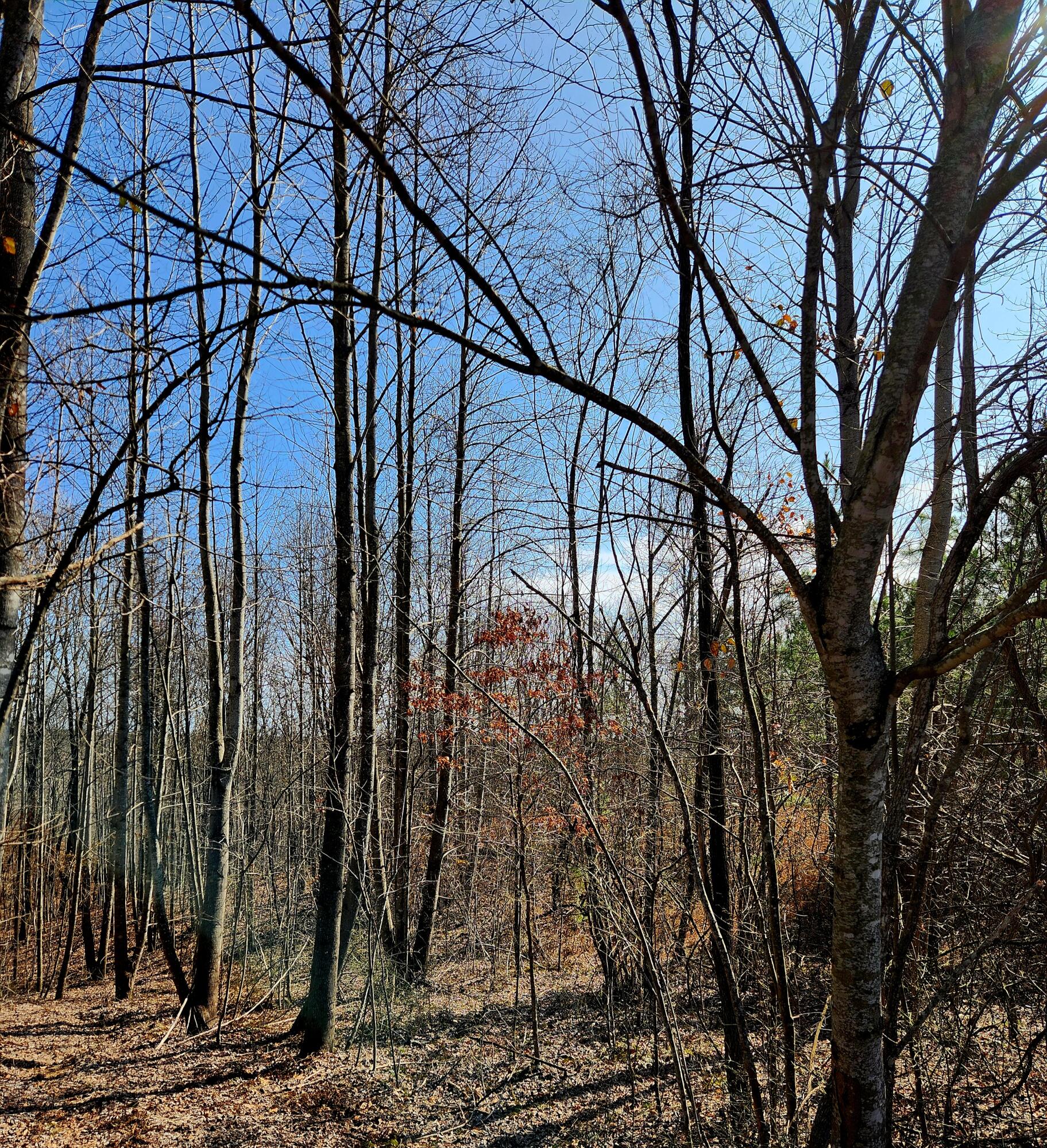 255 Falling Cliff Drive, 102