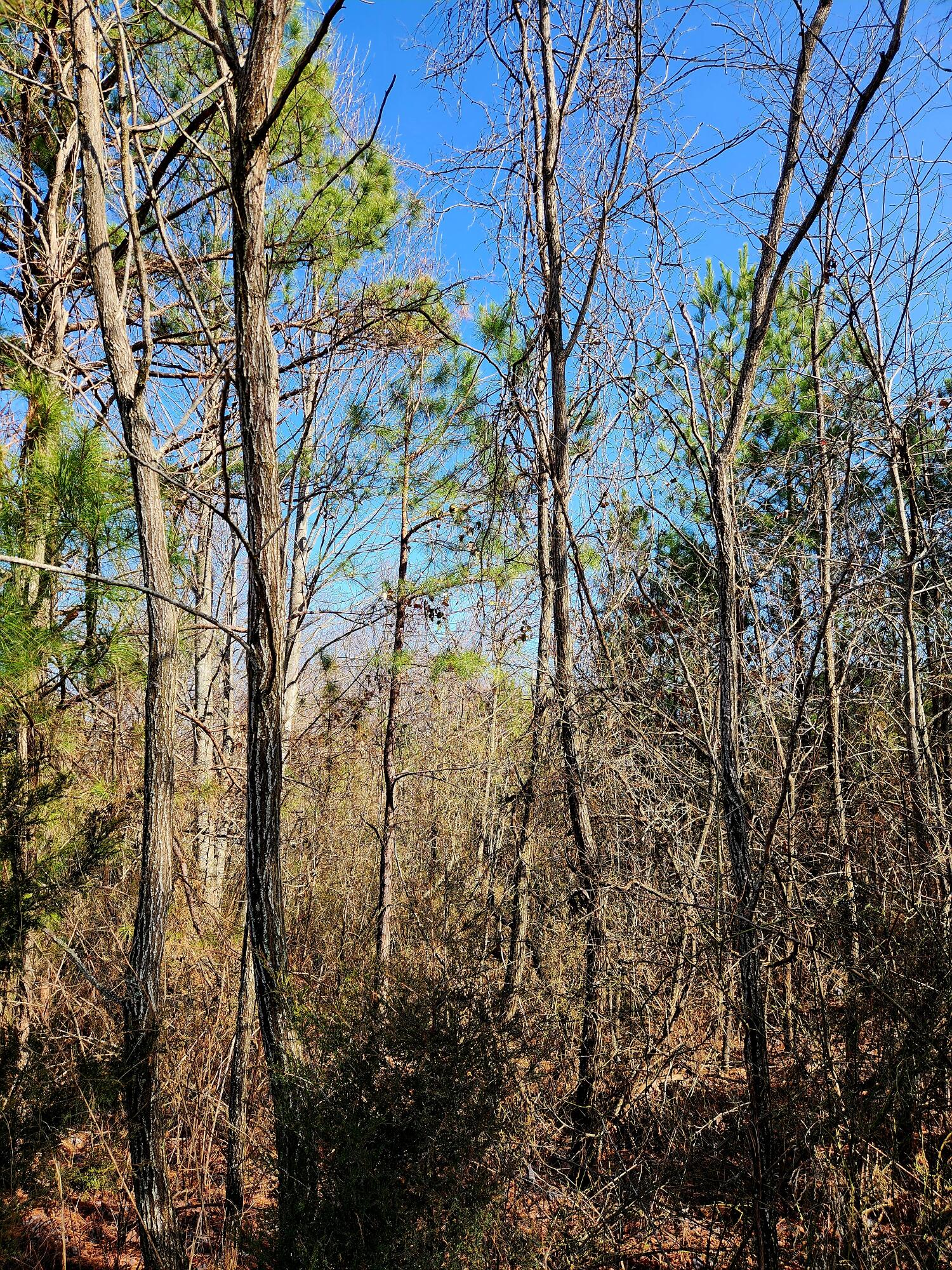 255 Falling Cliff Drive, 102