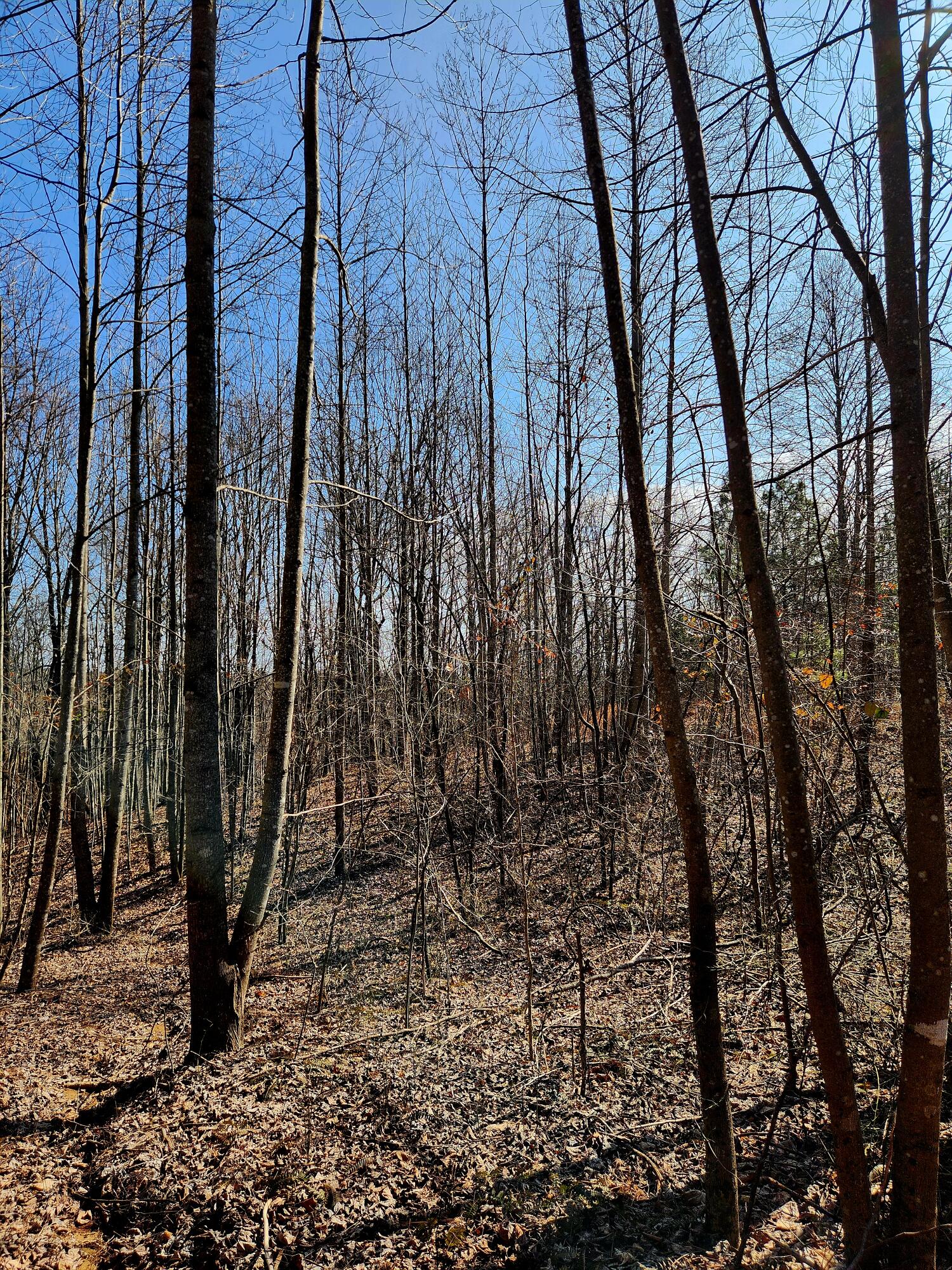 255 Falling Cliff Drive, 102