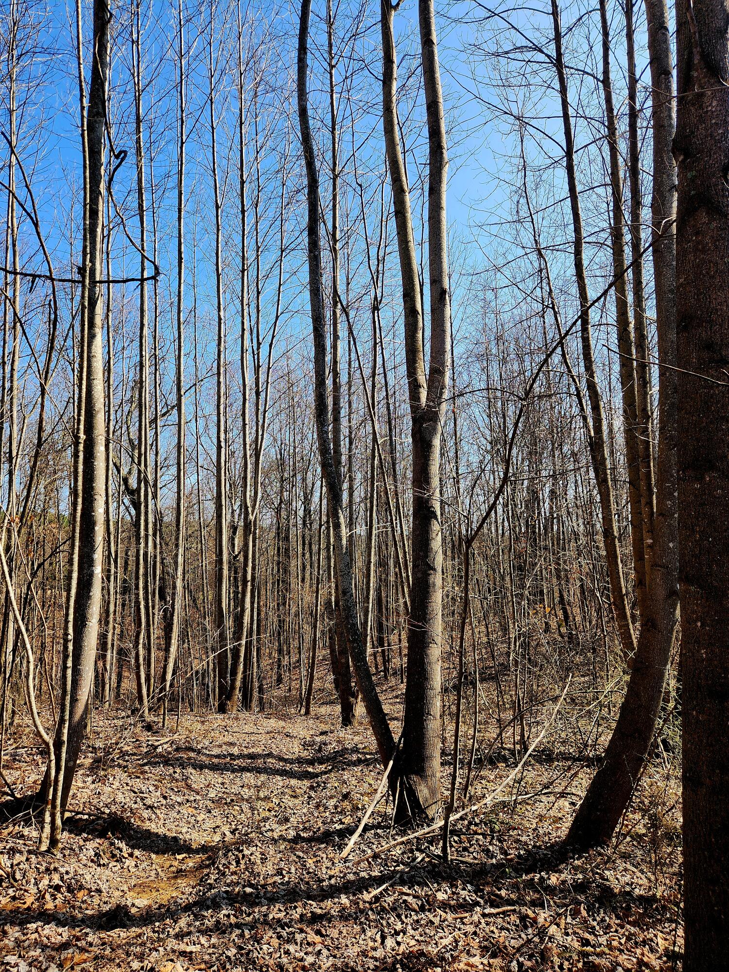 255 Falling Cliff Drive, 102