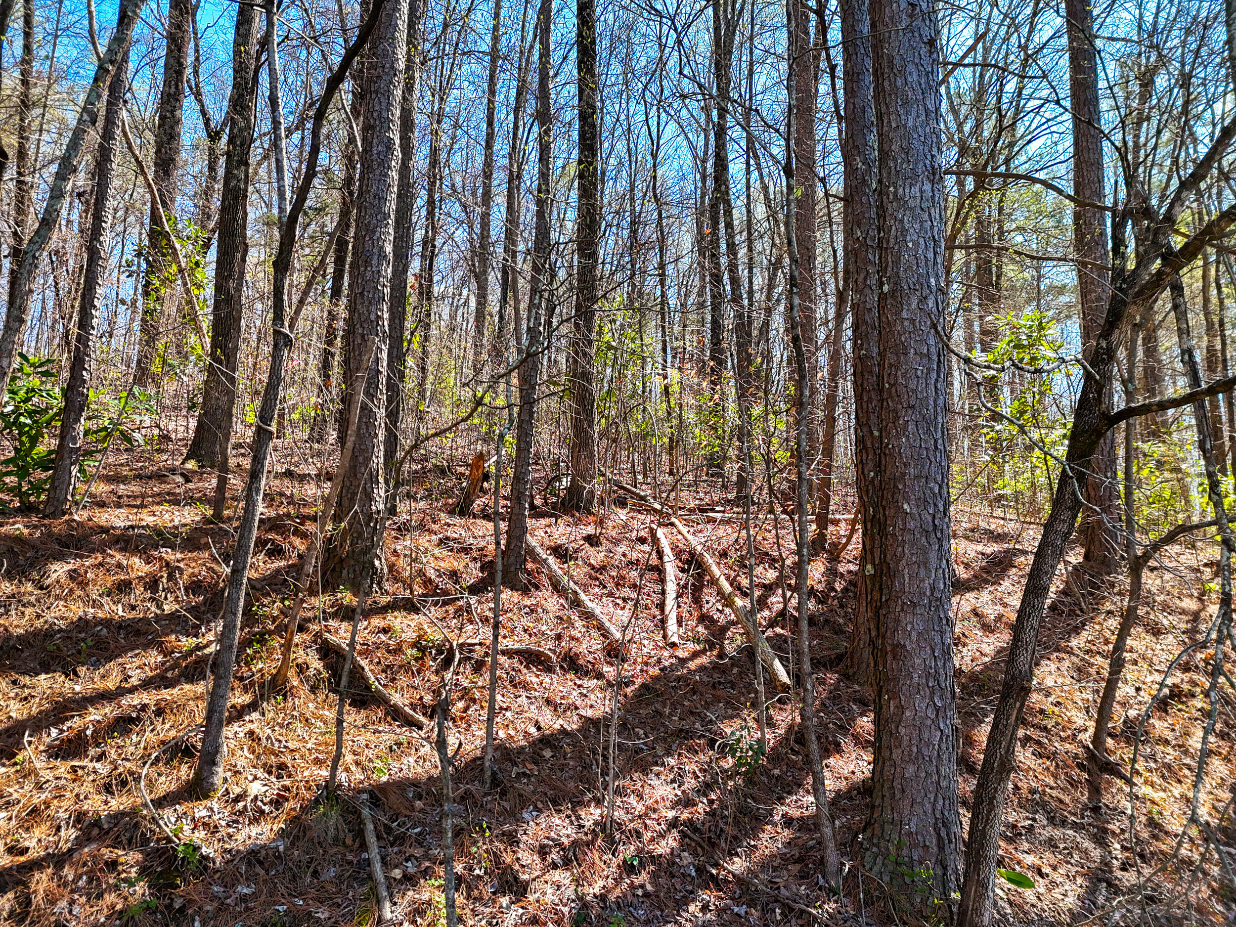 1718 Spring View Lane