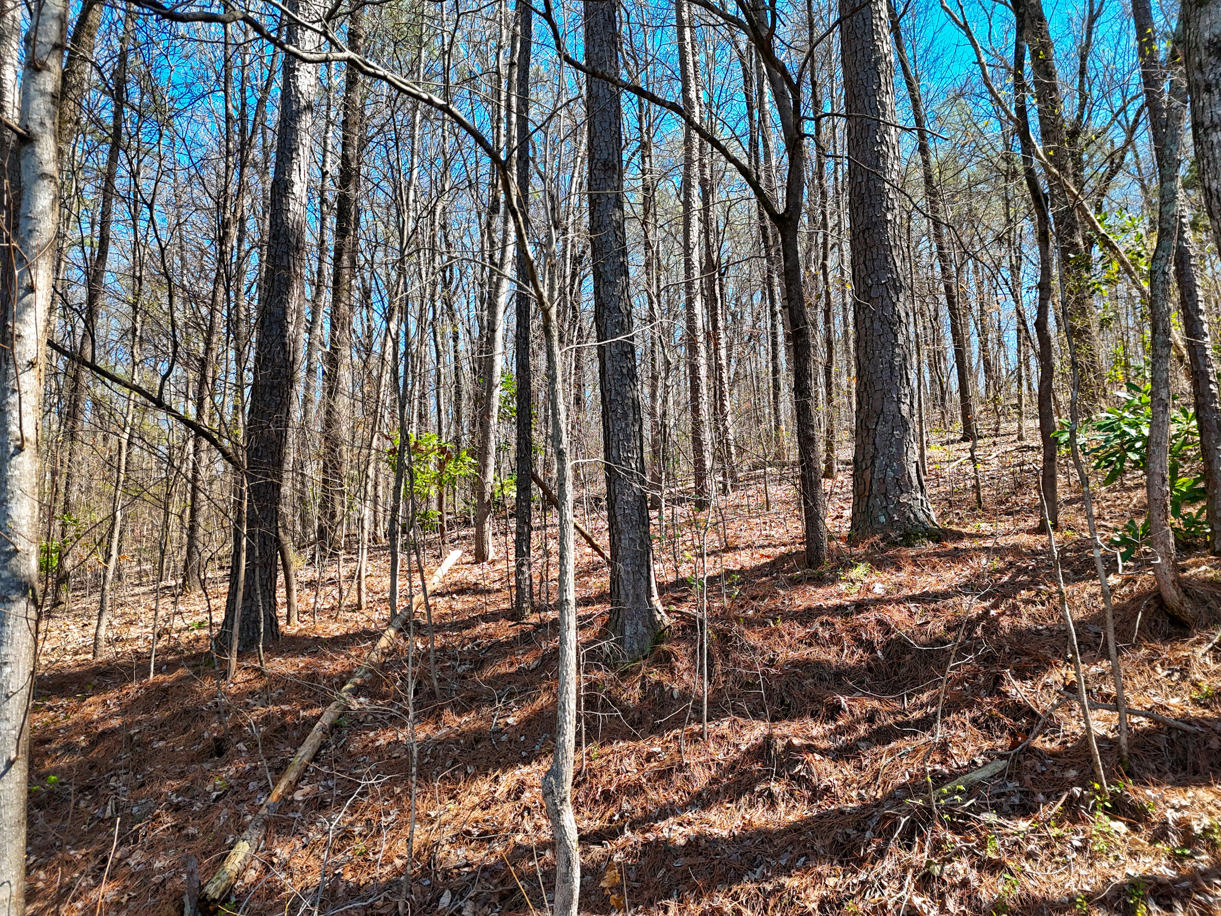 1718 Spring View Lane