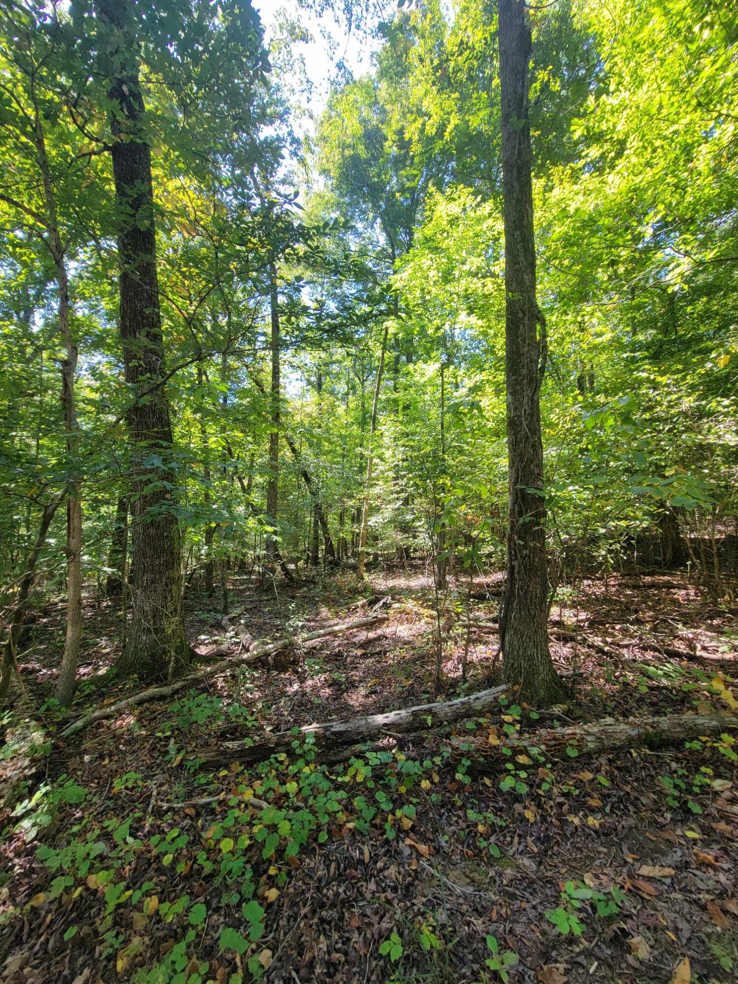 0 Fire Tower Road