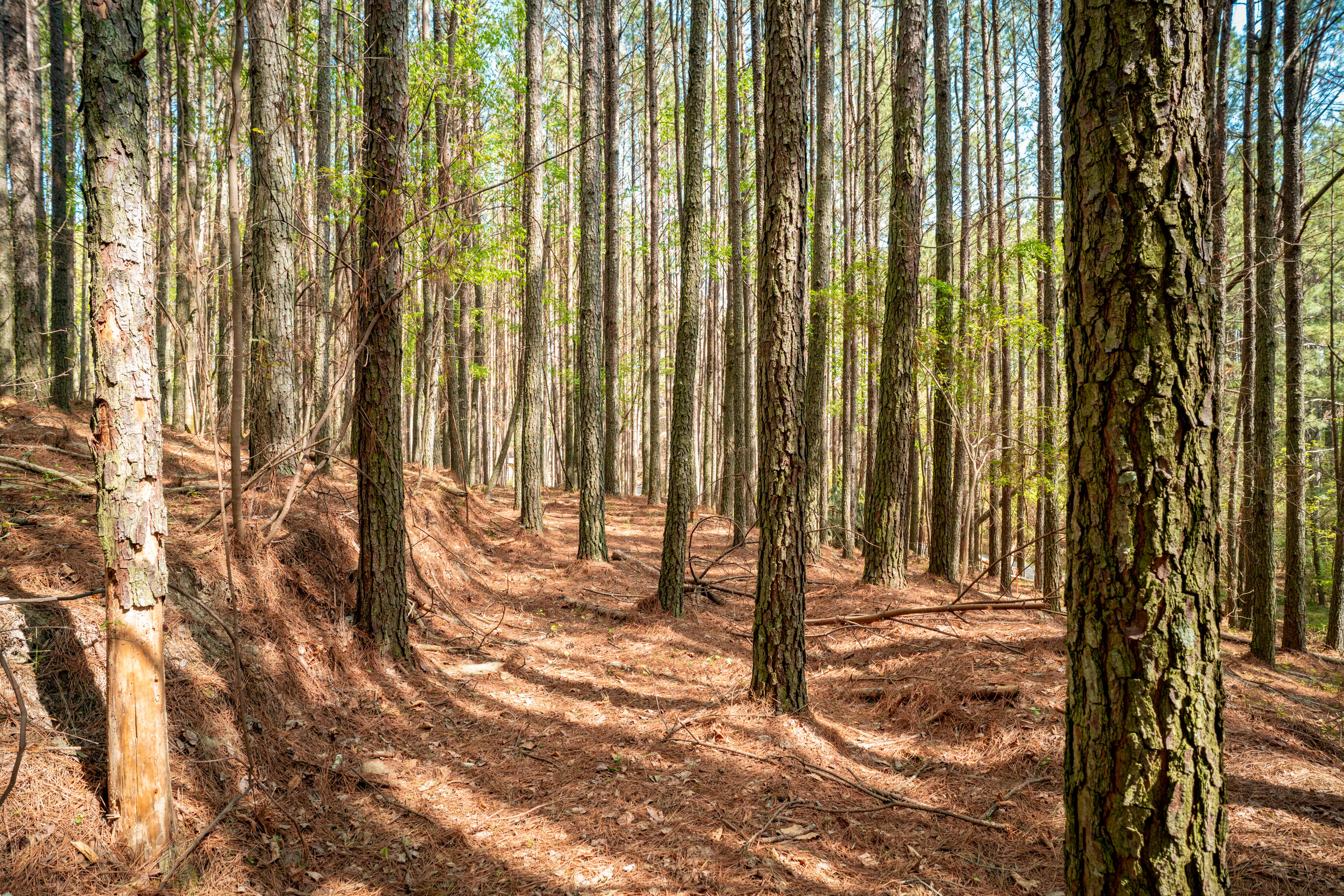 1637 Billingsley Road