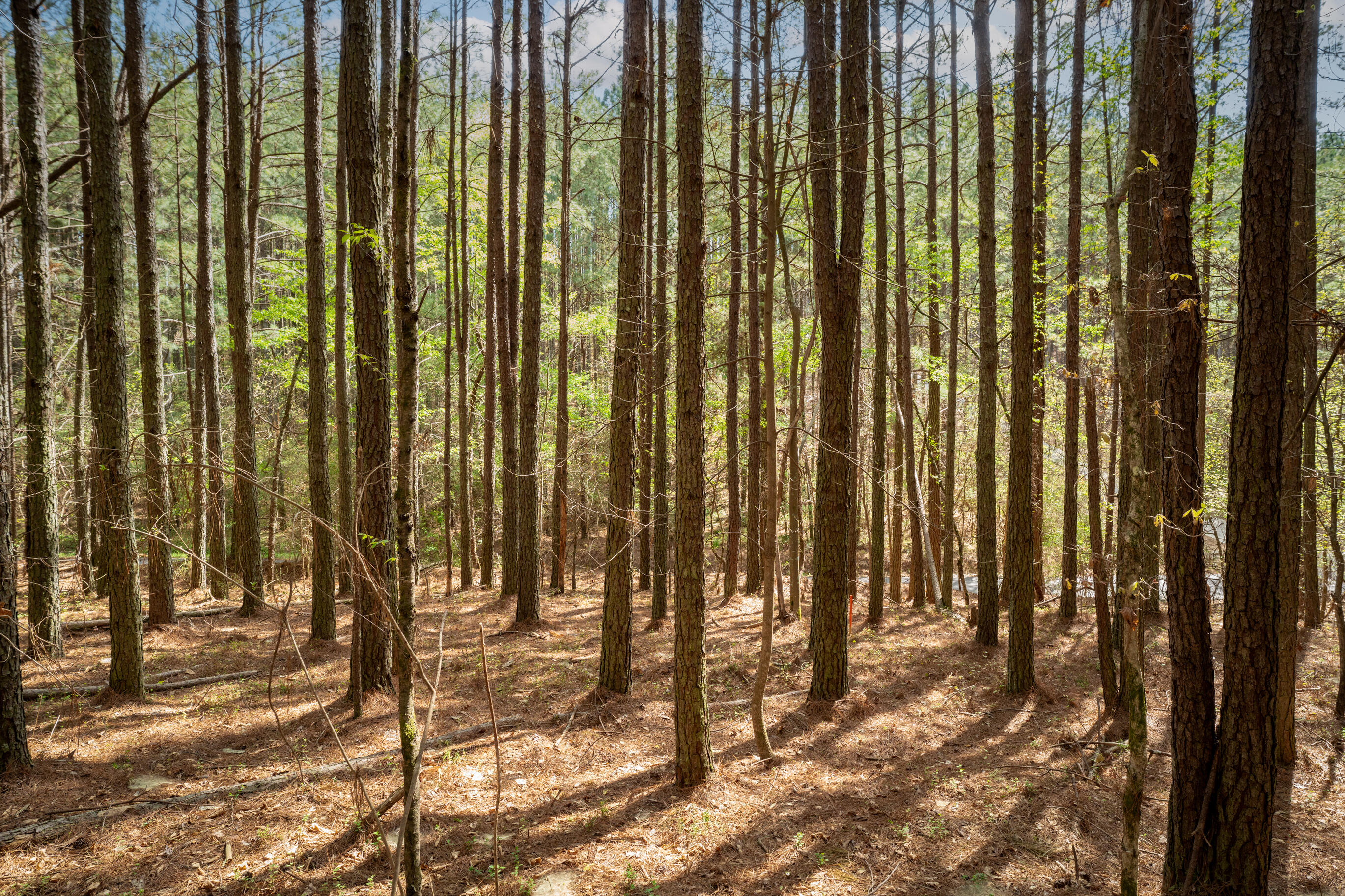 1637 Billingsley Road