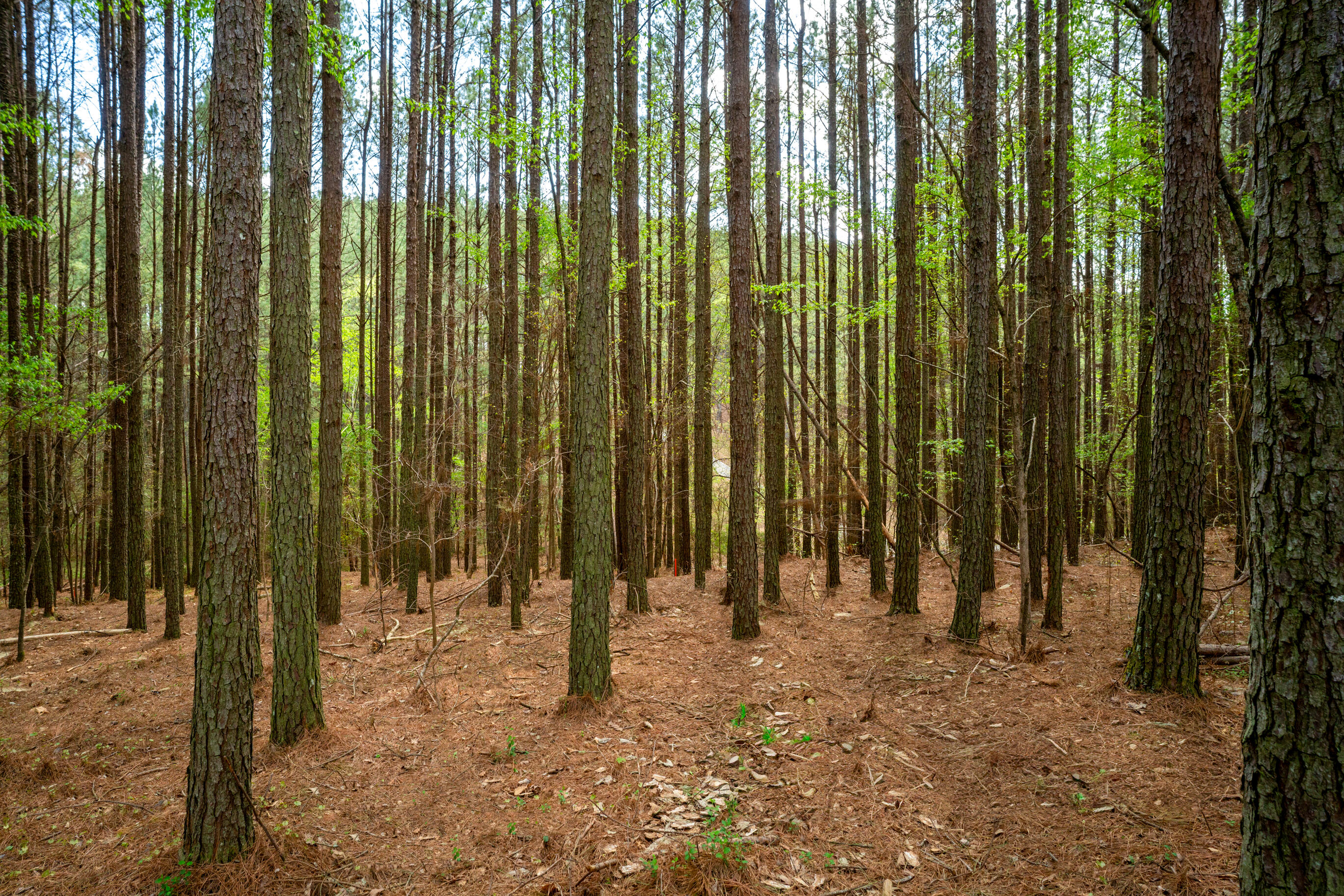 1637 Billingsley Road