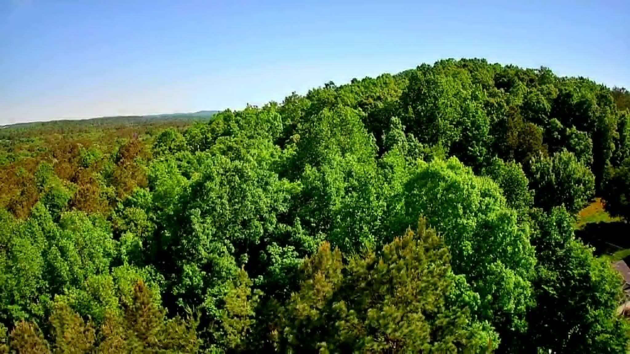 302 Timberland Trail