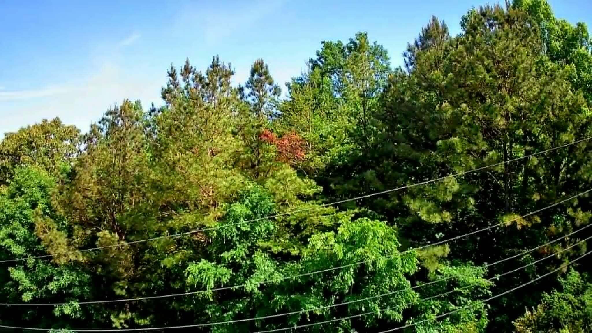 302 Timberland Trail