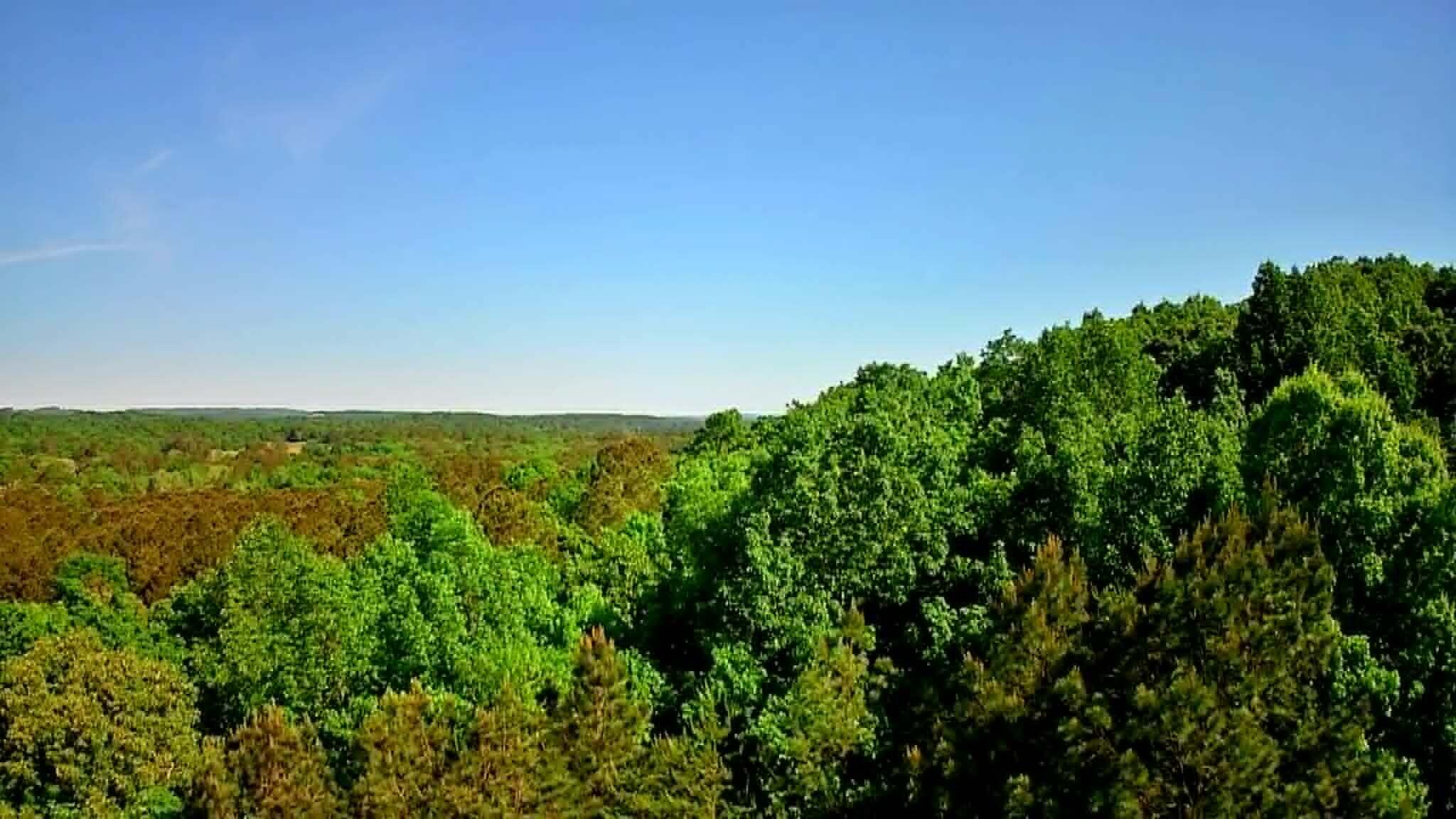 302 Timberland Trail