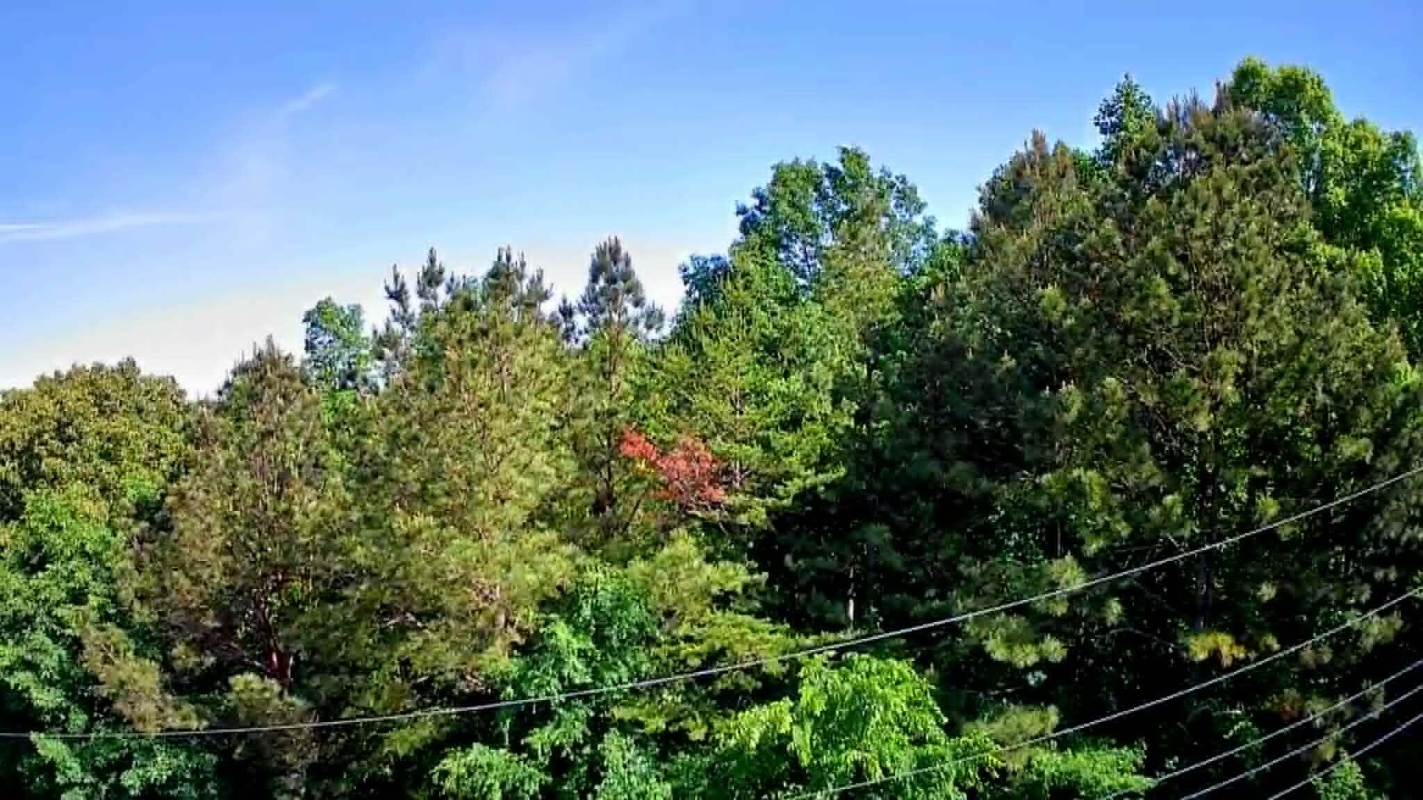 302 Timberland Trail