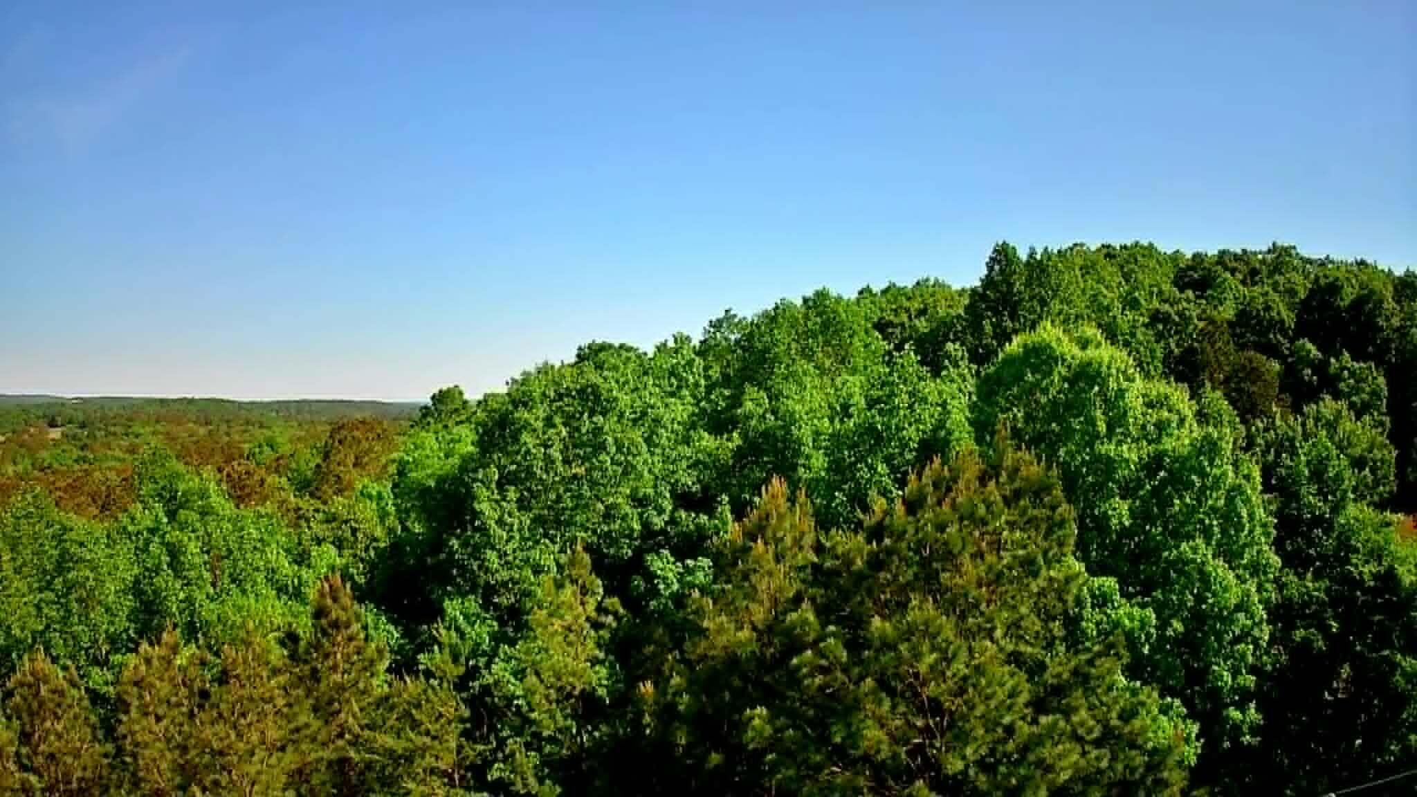302 Timberland Trail