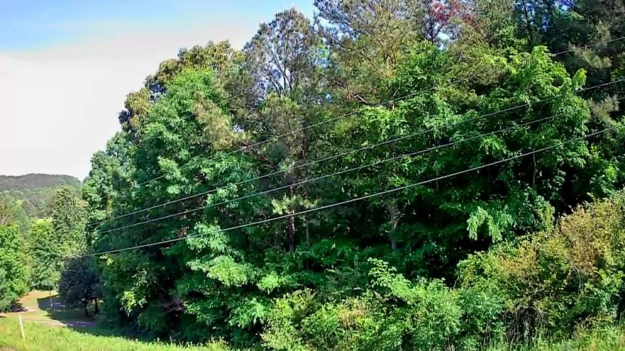 302 Timberland Trail