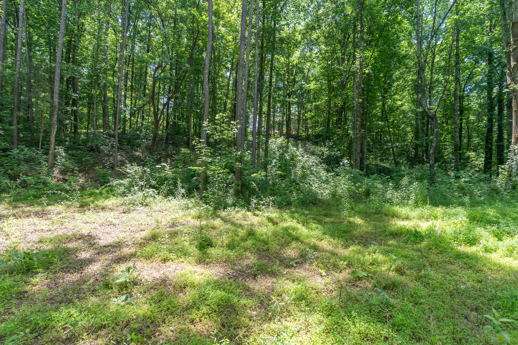 8833 Kelso Lane