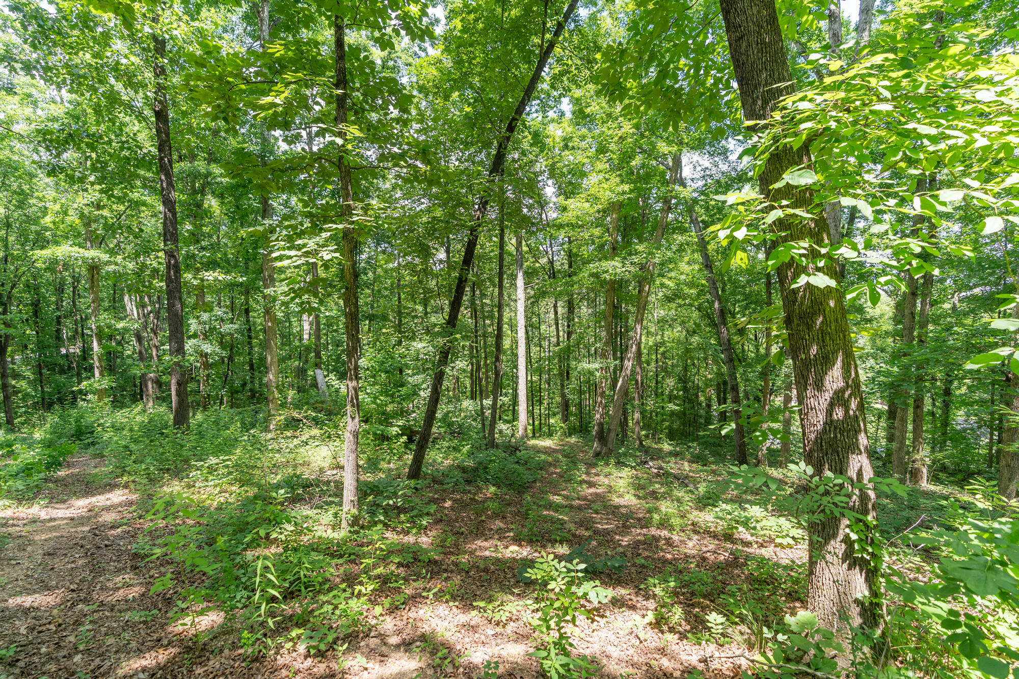 8833 Kelso Lane