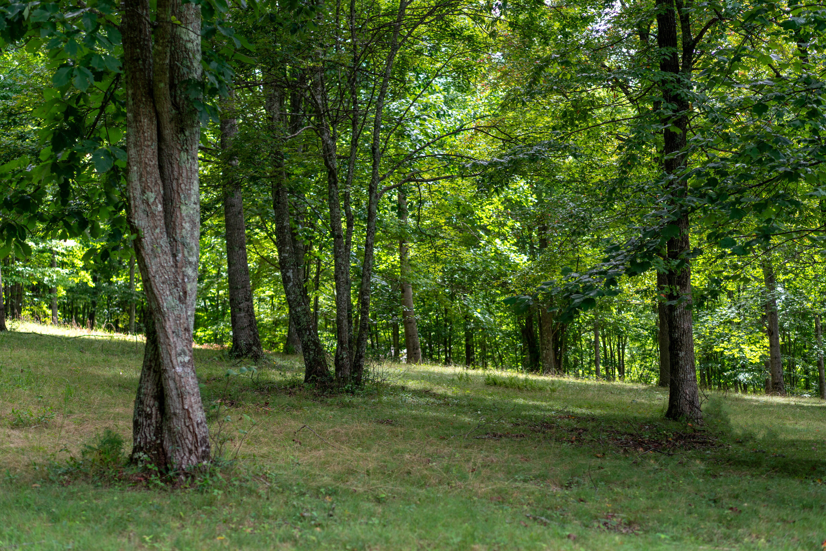 243 Roaring Creek Road
