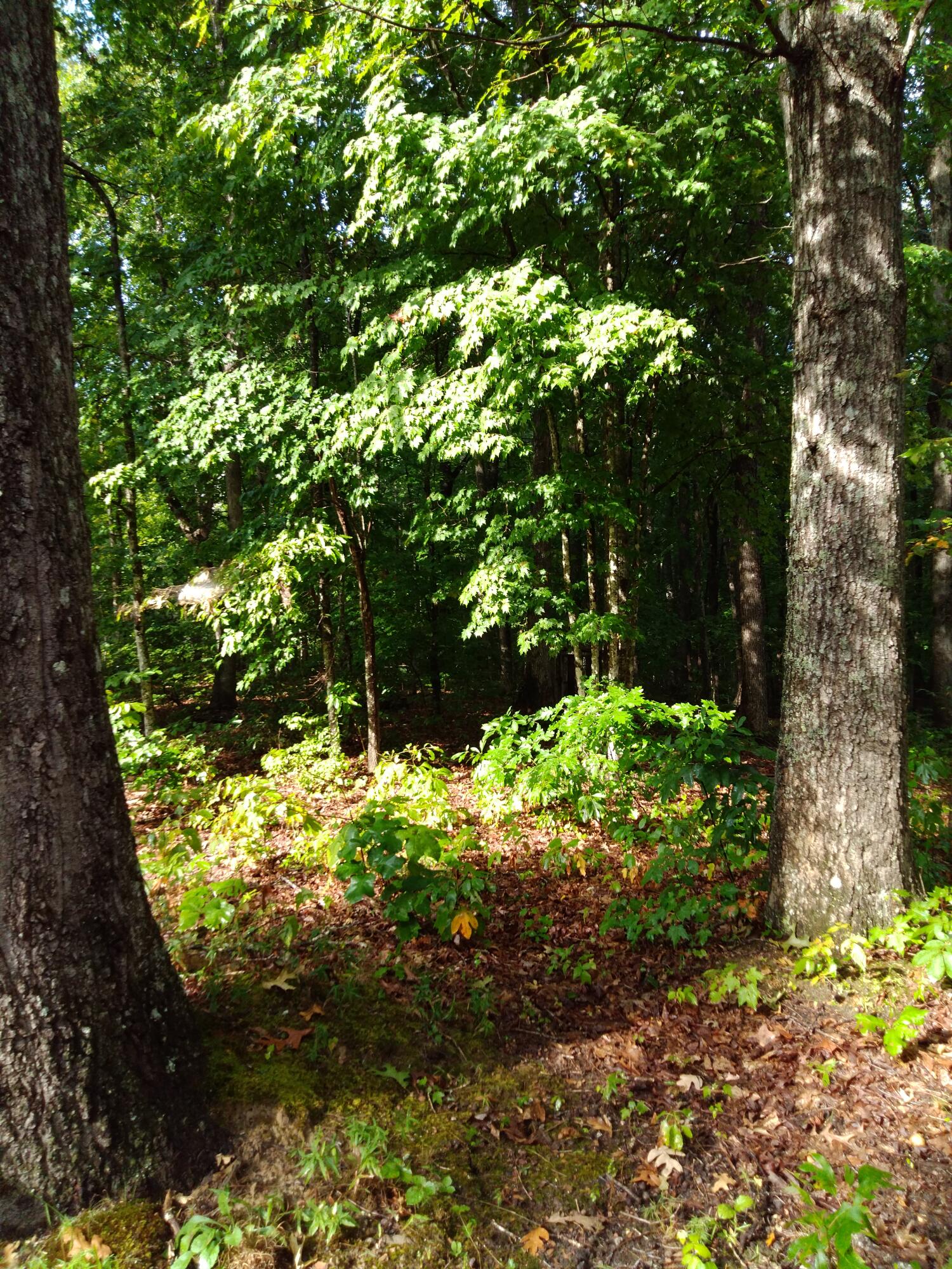 0 Woodland Drive, 53-56