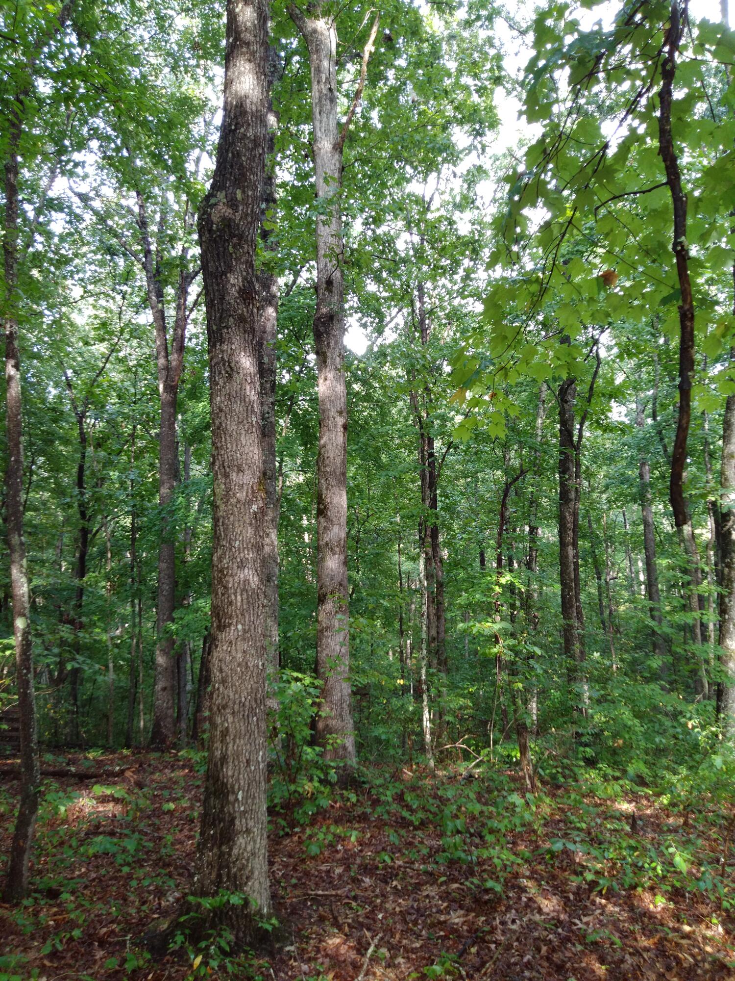0 Woodland Drive, 53-56
