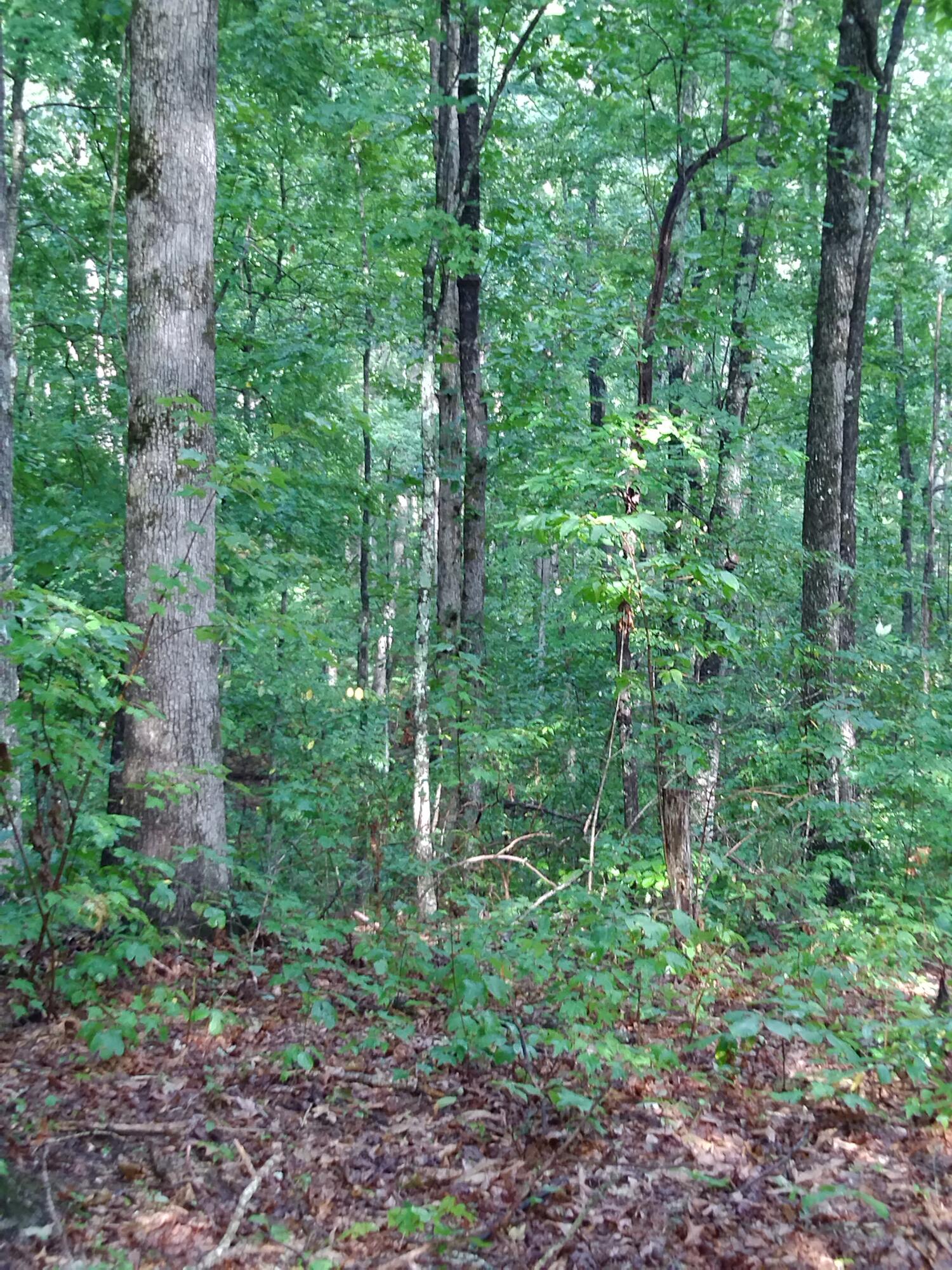0 Woodland Drive, 53-56