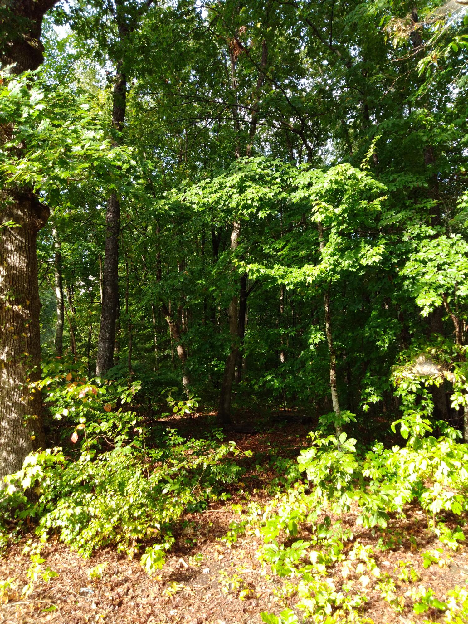 0 Woodland Drive, 53-56
