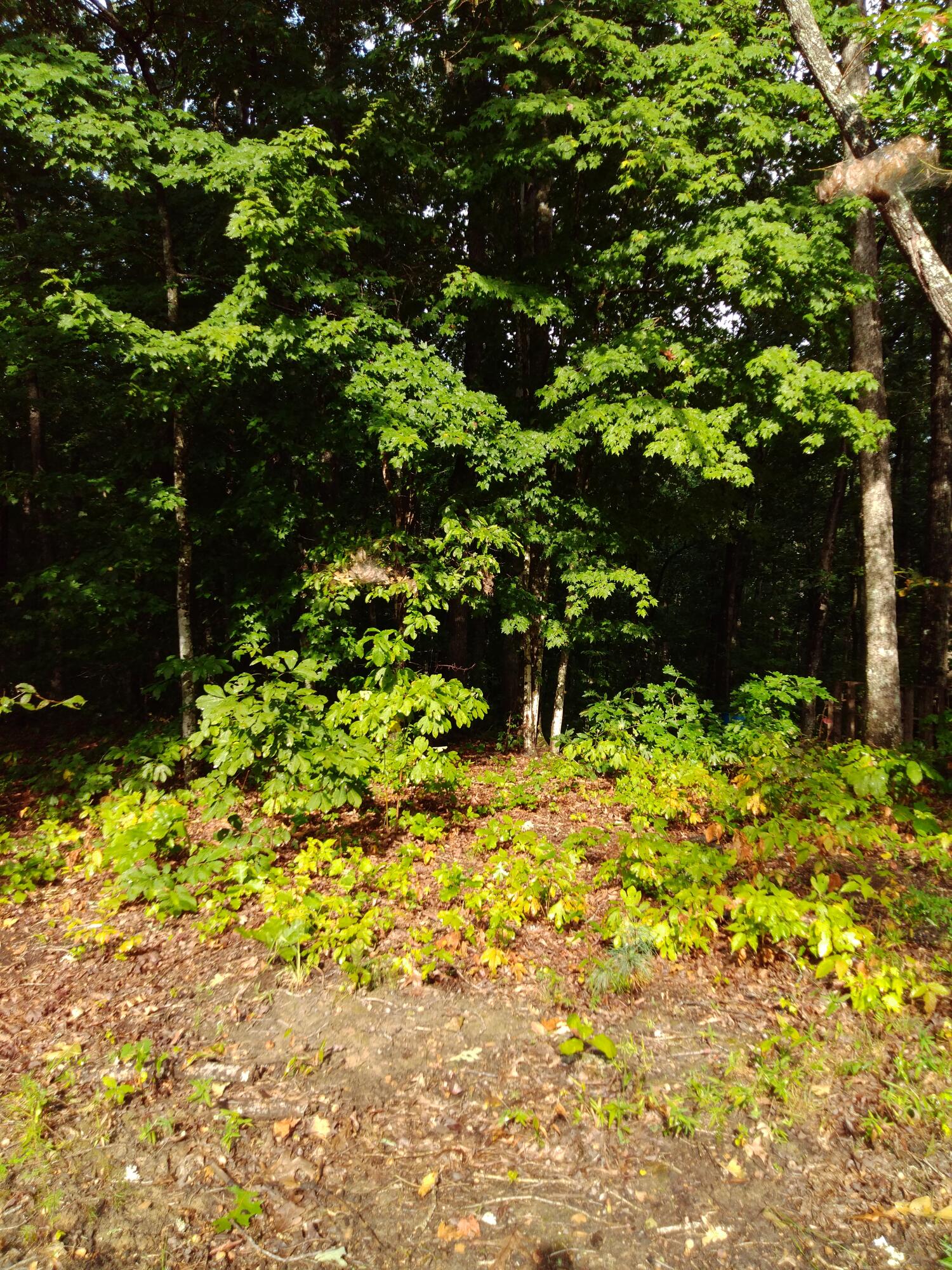 0 Woodland Drive, 53-56