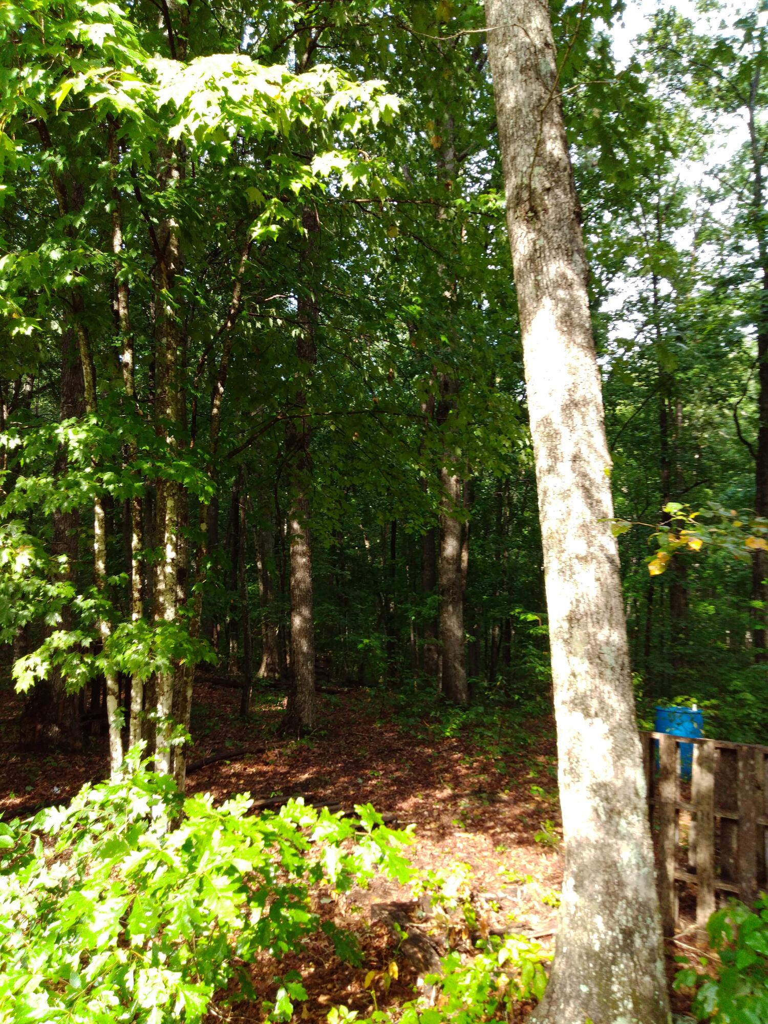 0 Woodland Drive, 53-56