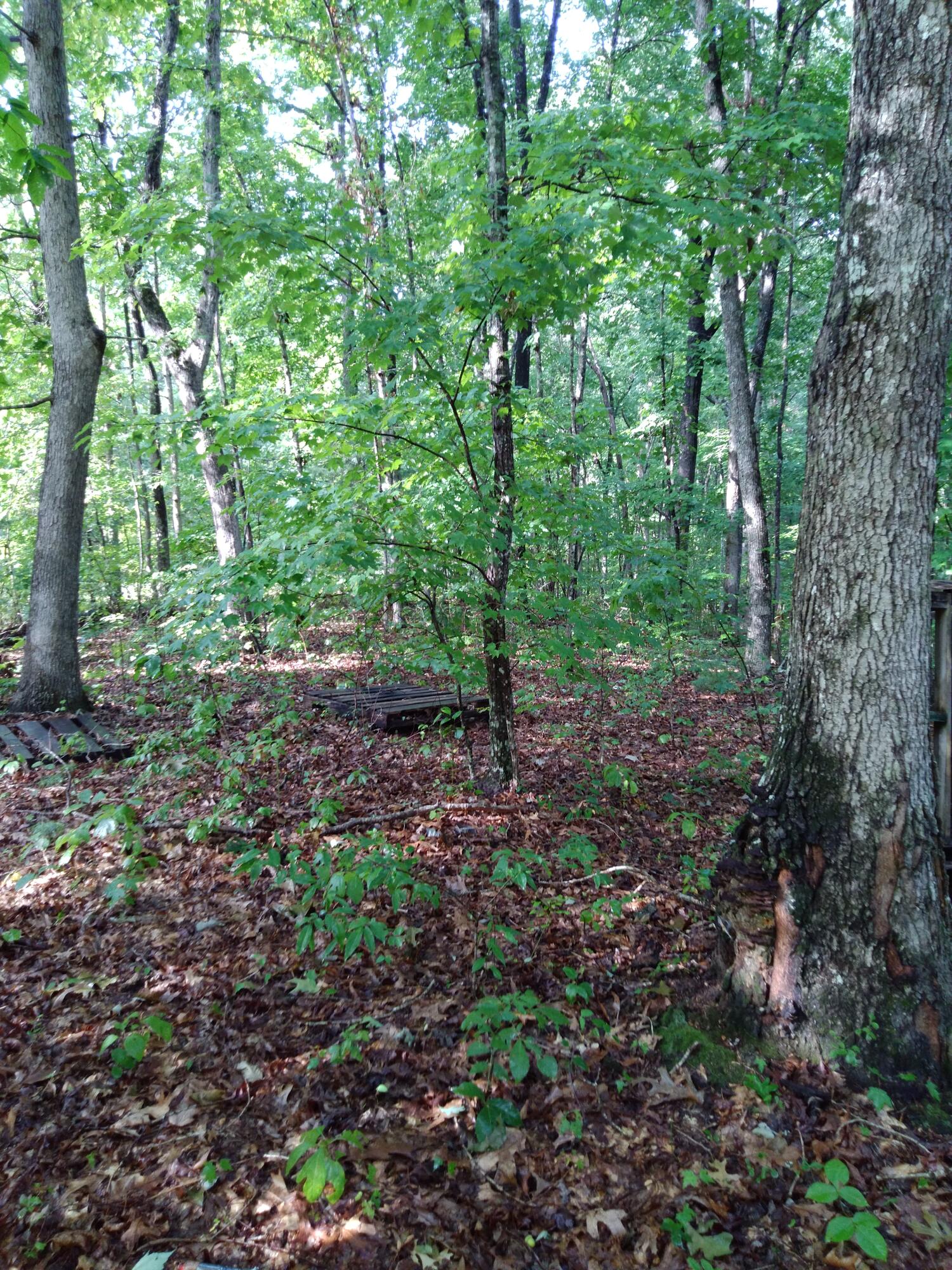 0 Woodland Drive, 53-56