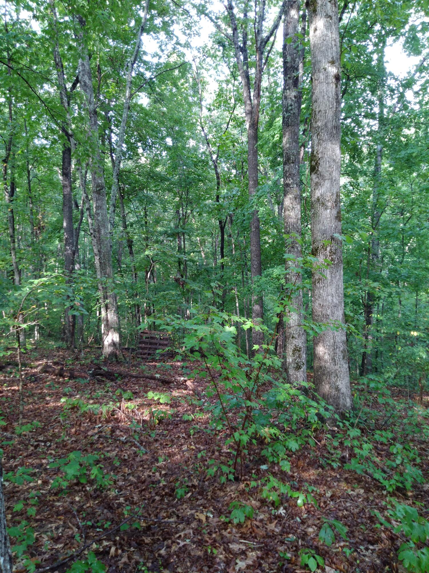 0 Woodland Drive, 53-56
